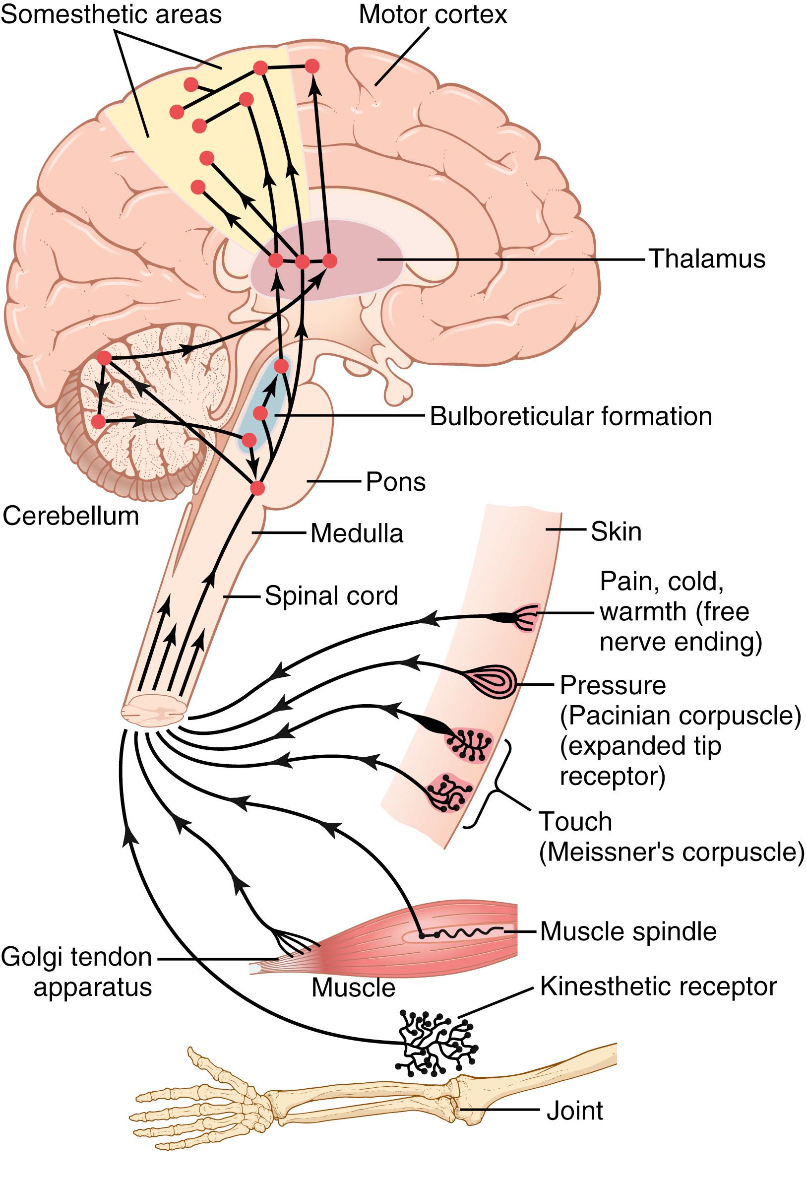 Figure 46-2, Somatosensory axis of the nervous system.