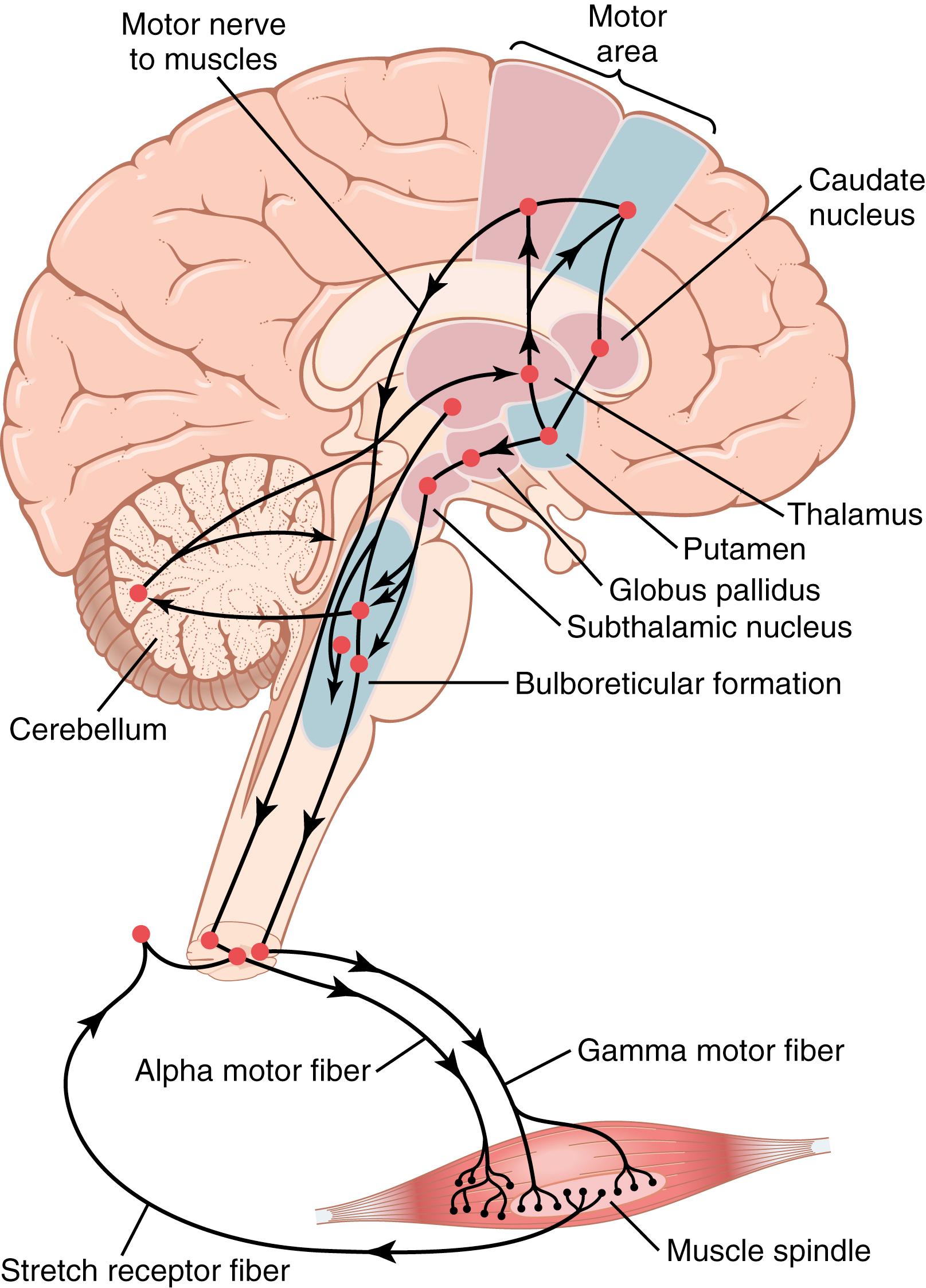 Figure 46-3, Skeletal motor nerve axis of the nervous system.