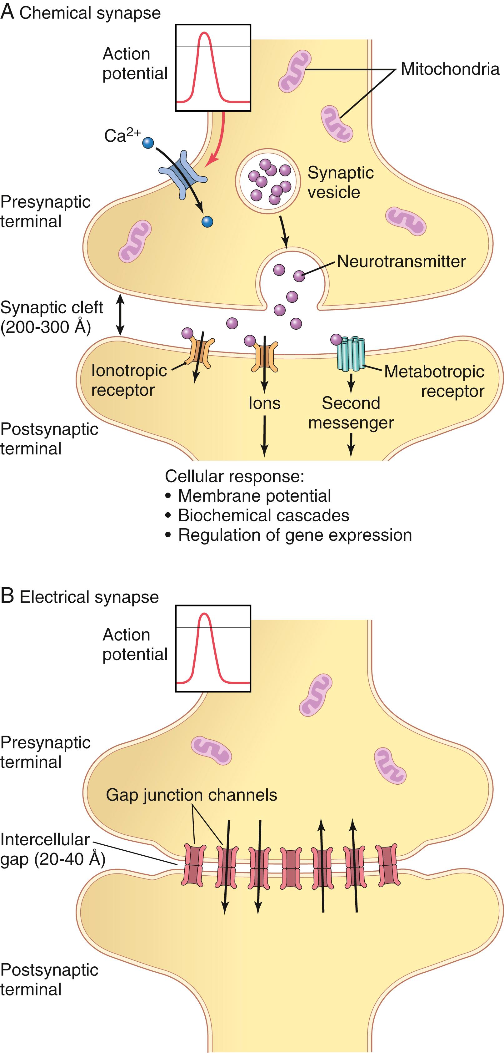 Figure 46-5, Physiologic anatomy of ( A ) chemical synapse and ( B ) electrical synapse.