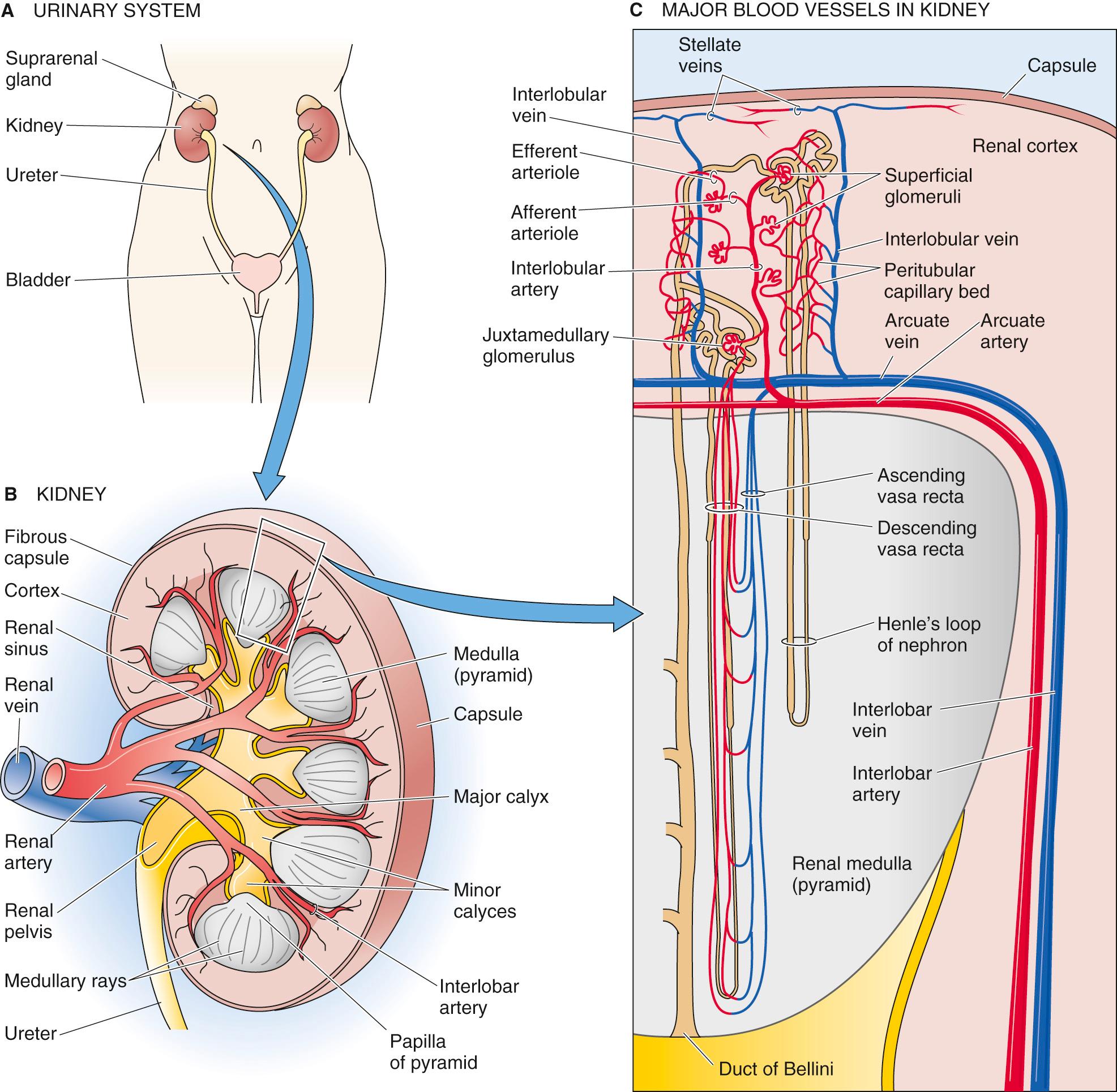 Figure 33-1, Structure of the urinary system. B, Posterior view of the right kidney.
