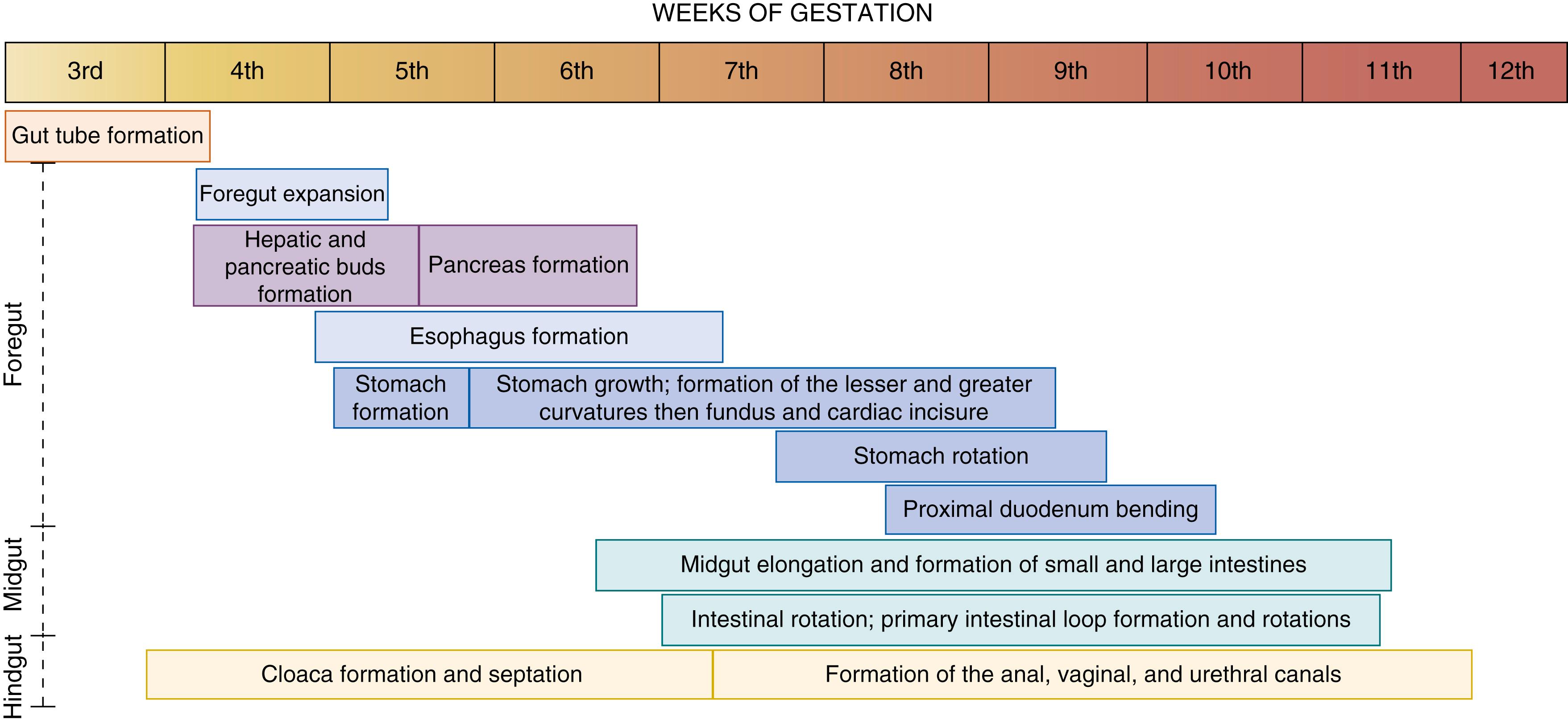 Fig. 82.1, Gastrointestinal tract organogenesis timeline . The organogenesis of the gut tube starts around the 3rd week of gestation to approximately the 12th week of gestation. The specific segments and organs of the digestive tract are derived from the endoderm and the primary gut tube. During the third trimester, organogenesis of the digestive tract is complete, but the intestines will continue to grow over the first several years of life.