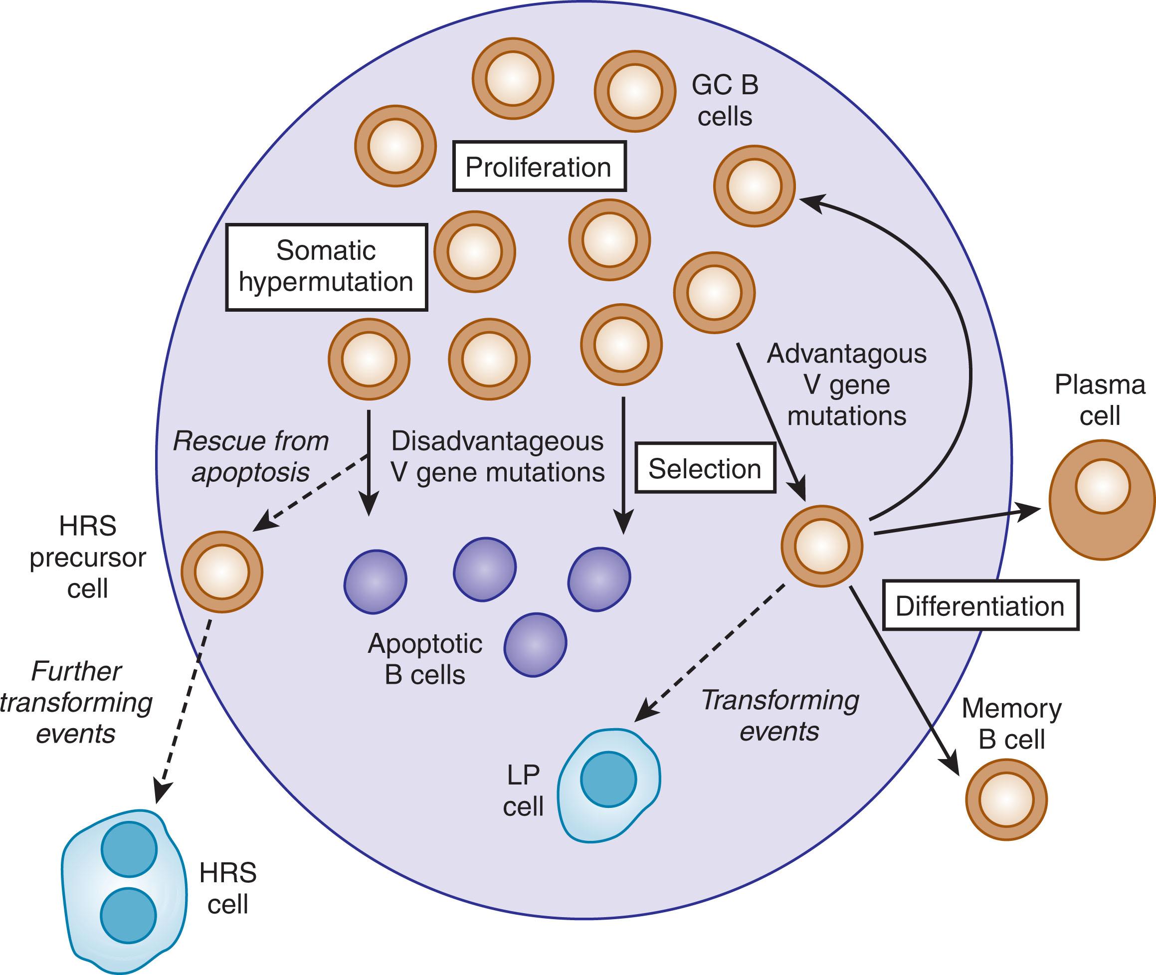 Figure 79.1, THE GERMINAL CENTER REACTION AND A SCENARIO FOR HODGKIN AND REED-STERNBERG AND LYMPHOCYTE PREDOMINANT CELL DERIVATION.