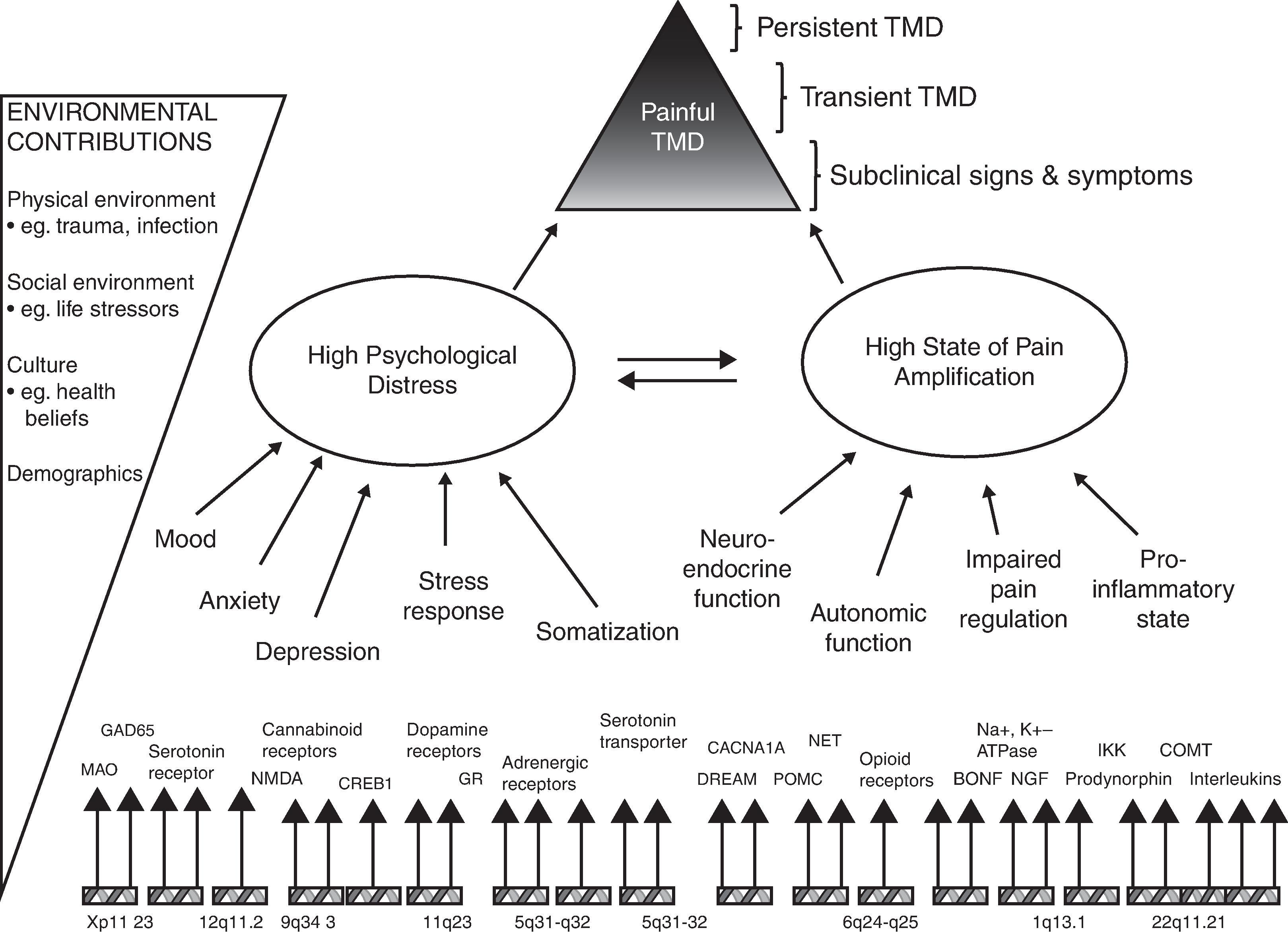 Figure 40.1, This model displays two principal intermediate phenotypes (psychological distress and pain amplification) that contribute to the onset and persistence of temporomandibular disorder (TMD). Each intermediate phenotype represents a constellation of more specific risk factors, all of which are subject to genetic regulation. Interactions between intermediate phenotypes occur in the presence of environmental contributions that further contribute to the onset and persistence of painful TMD. Time is not shown in the model because its effects occur implicitly on a third dimension not readily shown in the diagram.