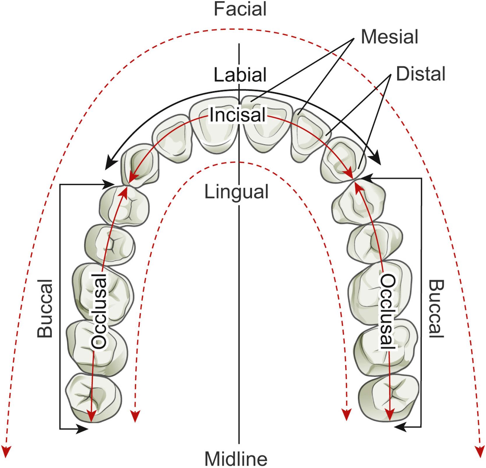 Fig. 21.1, Common terminology used to specify tooth surfaces: mesial/distal, facial/lingual, and occlusal/incisal. Dental terminology. This demonstrates the nomenclature used when discussing directionality within the oral cavity, relative to the dentition.