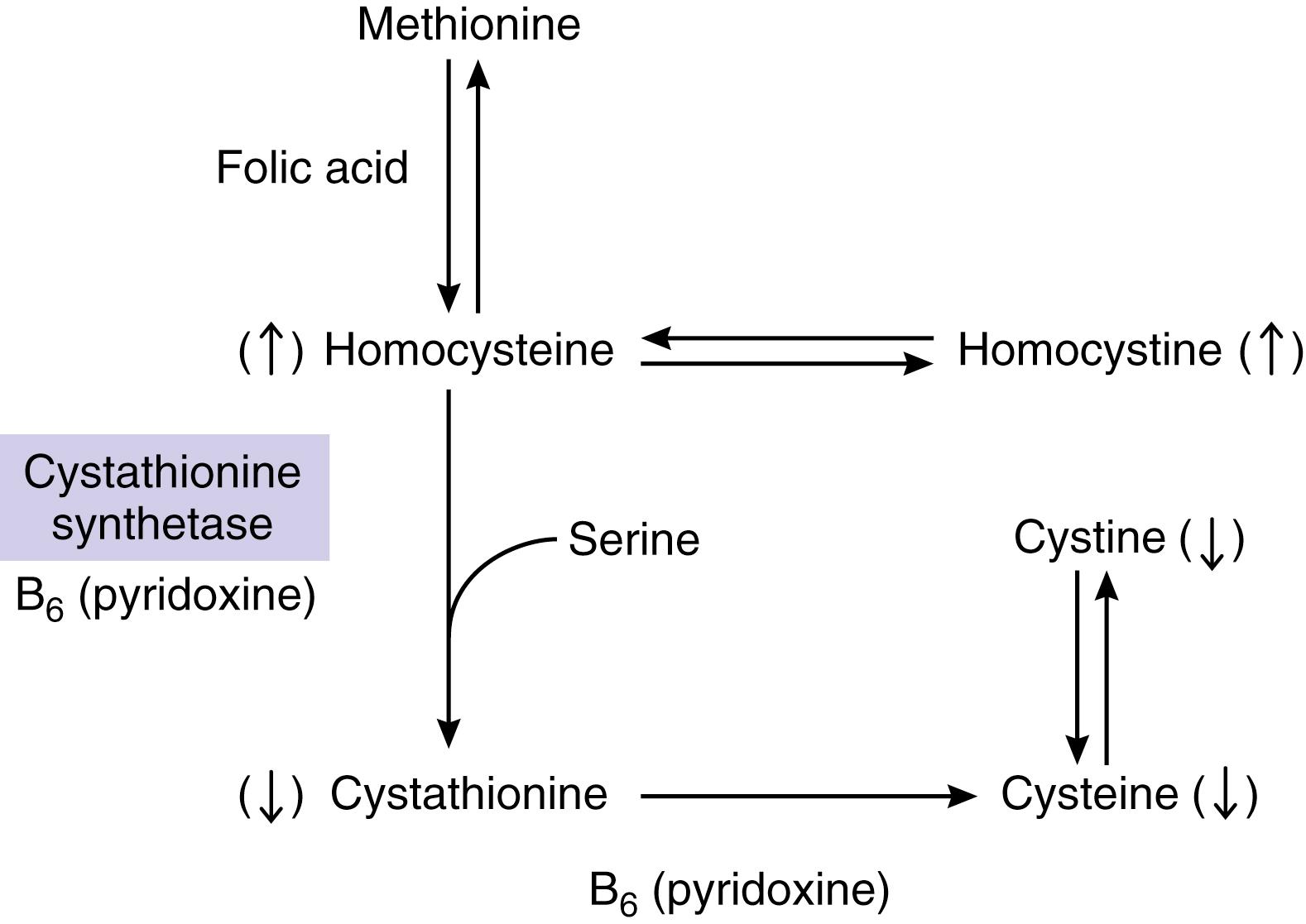 FIG. 37.11, Normal metabolic pathway of methionine and homocysteine. The arrows in parentheses show the consequences of cystathionine synthetase deficiency, the enzymatic defect in homocystinuria. Homocysteine is converted by cystathionine synthetase to cystathionine, which is a precursor to cysteine and is normally present in the brain. In homocystinuria, cystathionine synthetase deficiency results in decreased quantities of cystathionine, and it cannot be found in the brain; cystine becomes an essential amino acid for these patients. The block in the metabolic pathway leads to increased quantities of homocystine (converted from homocysteine) in plasma, tissues, and urine.