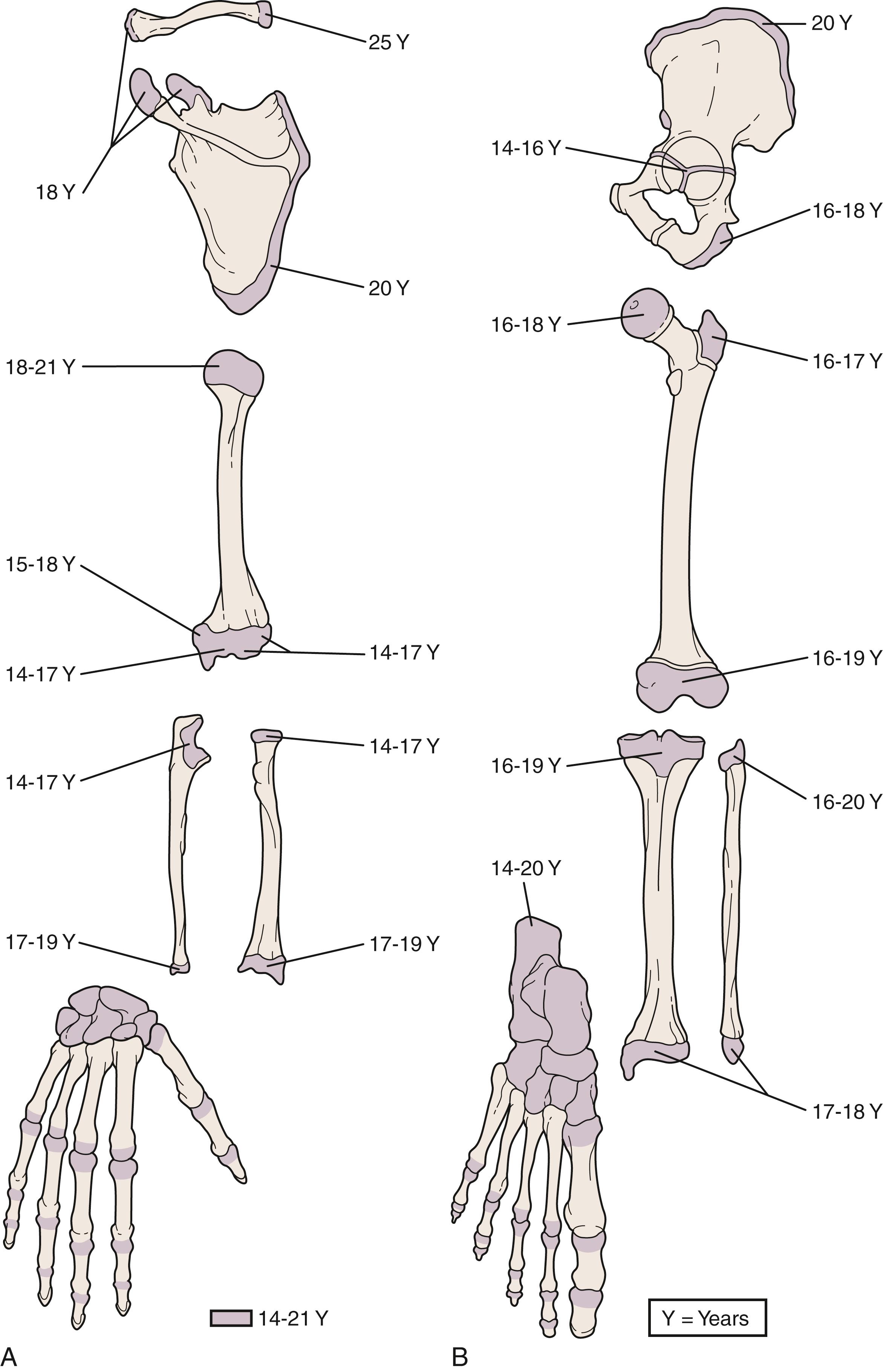 Fig. 22.3, Ages at physeal closure for upper (A) and lower (B) extremities. Y, Years.