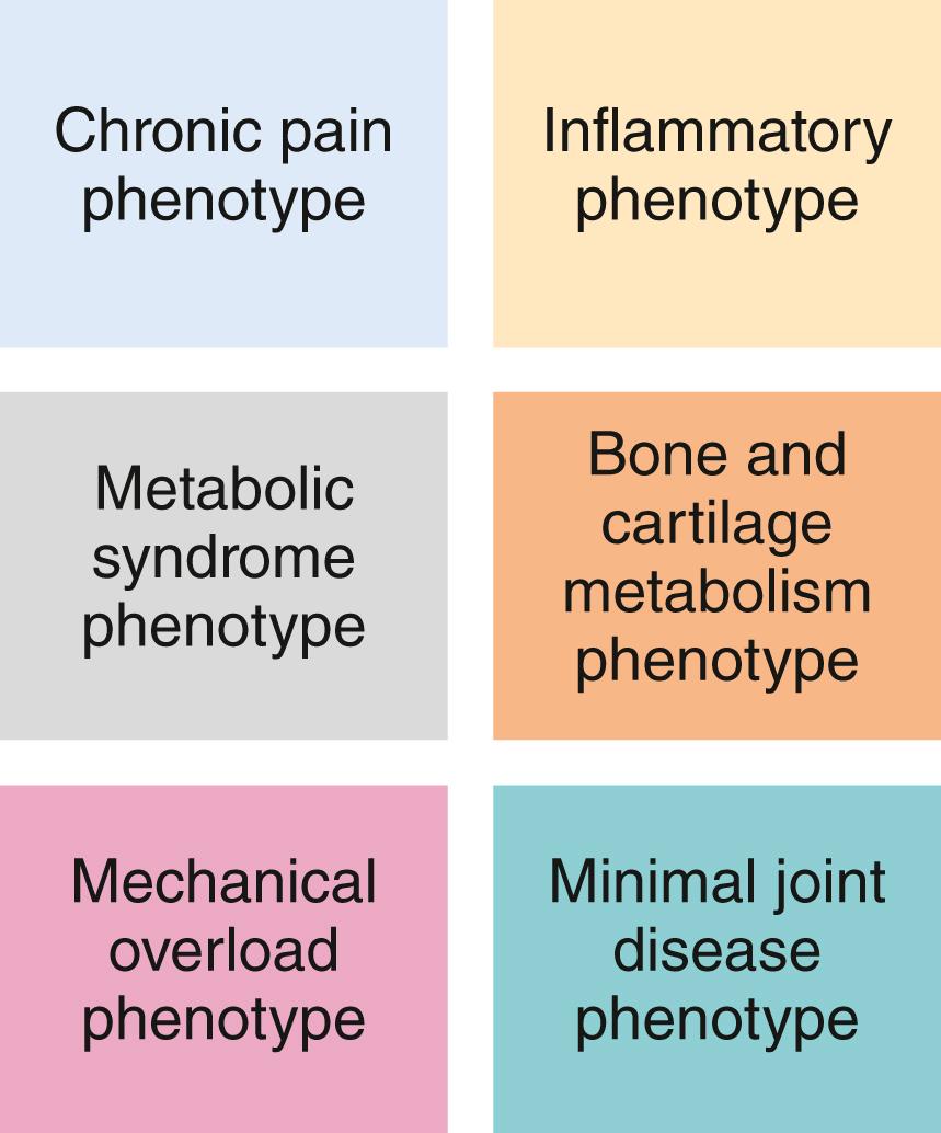 E-FIGURE 241-2, Clinical phenotypes of knee osteoarthritis.