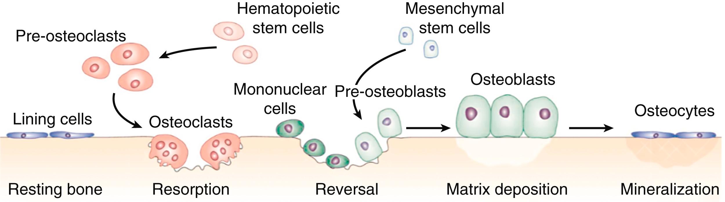 E-FIGURE 225-3, The basic multicellular unit (BMU) moving across the bone tissue.