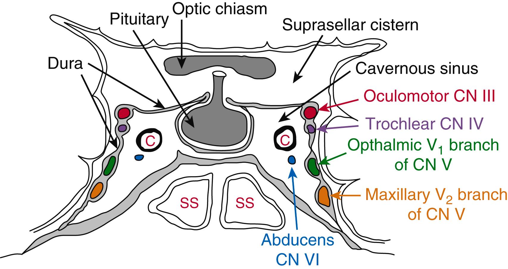 e-Figure 62.1, Relative anatomy of the pituitary gland.