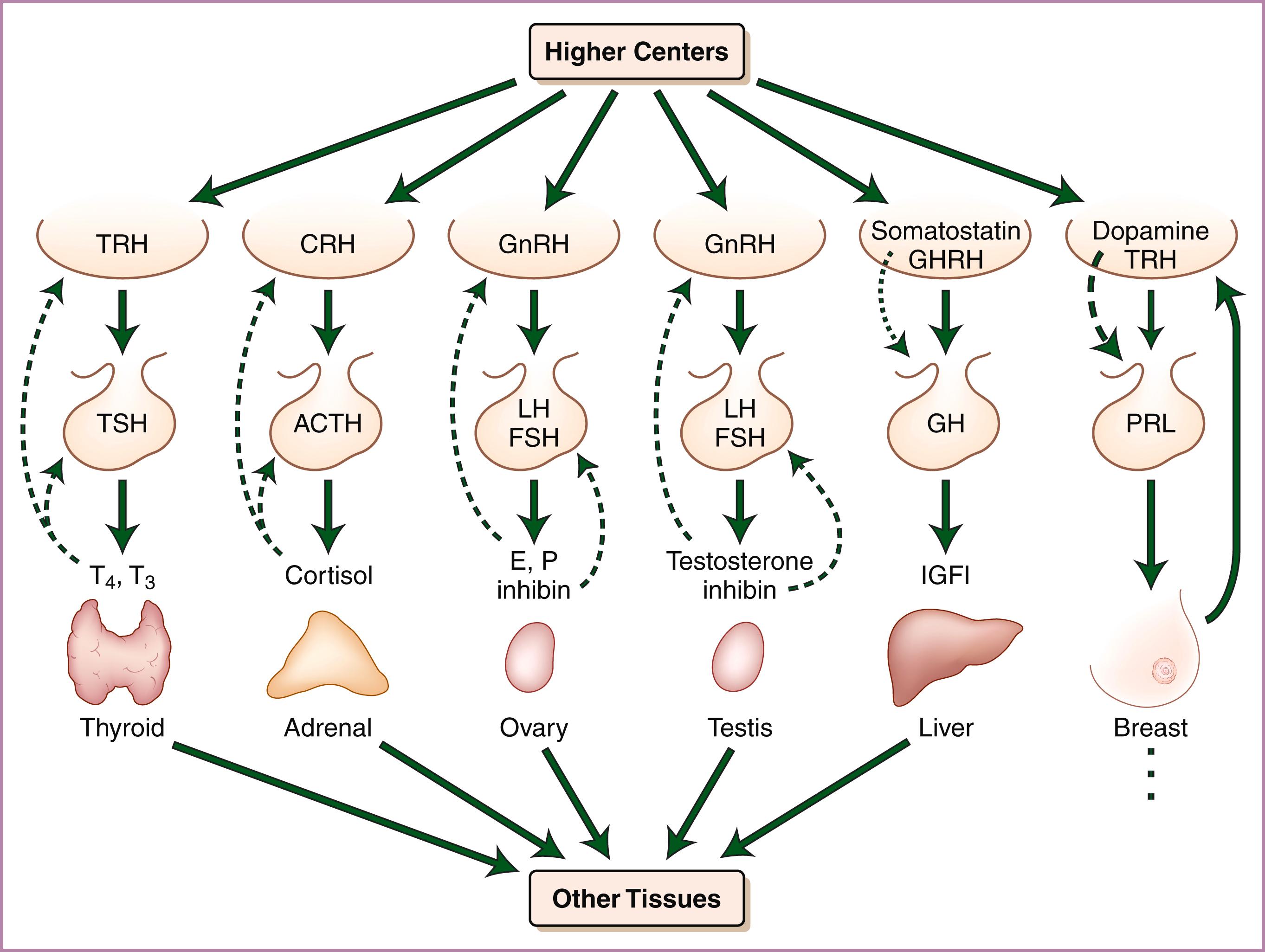 Figure 62.2, Relationships and feedback mechanisms of the neuroendocrine and endocrine systems.