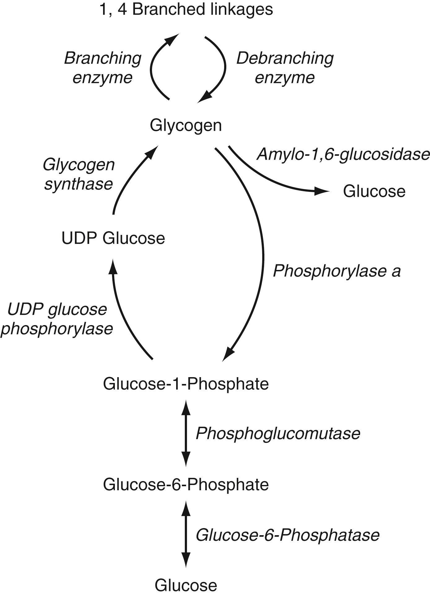 Fig. 77.2, Pathway of glycogen synthesis and glycogenolysis. Enzymes are shown in italics . UDP , uridine diphosphate.