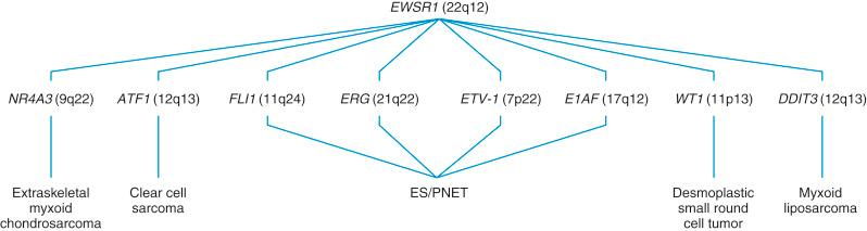 Fig. 33.17, Critical role of EWSR1 gene (22q12) in molecular genesis of sarcomas.