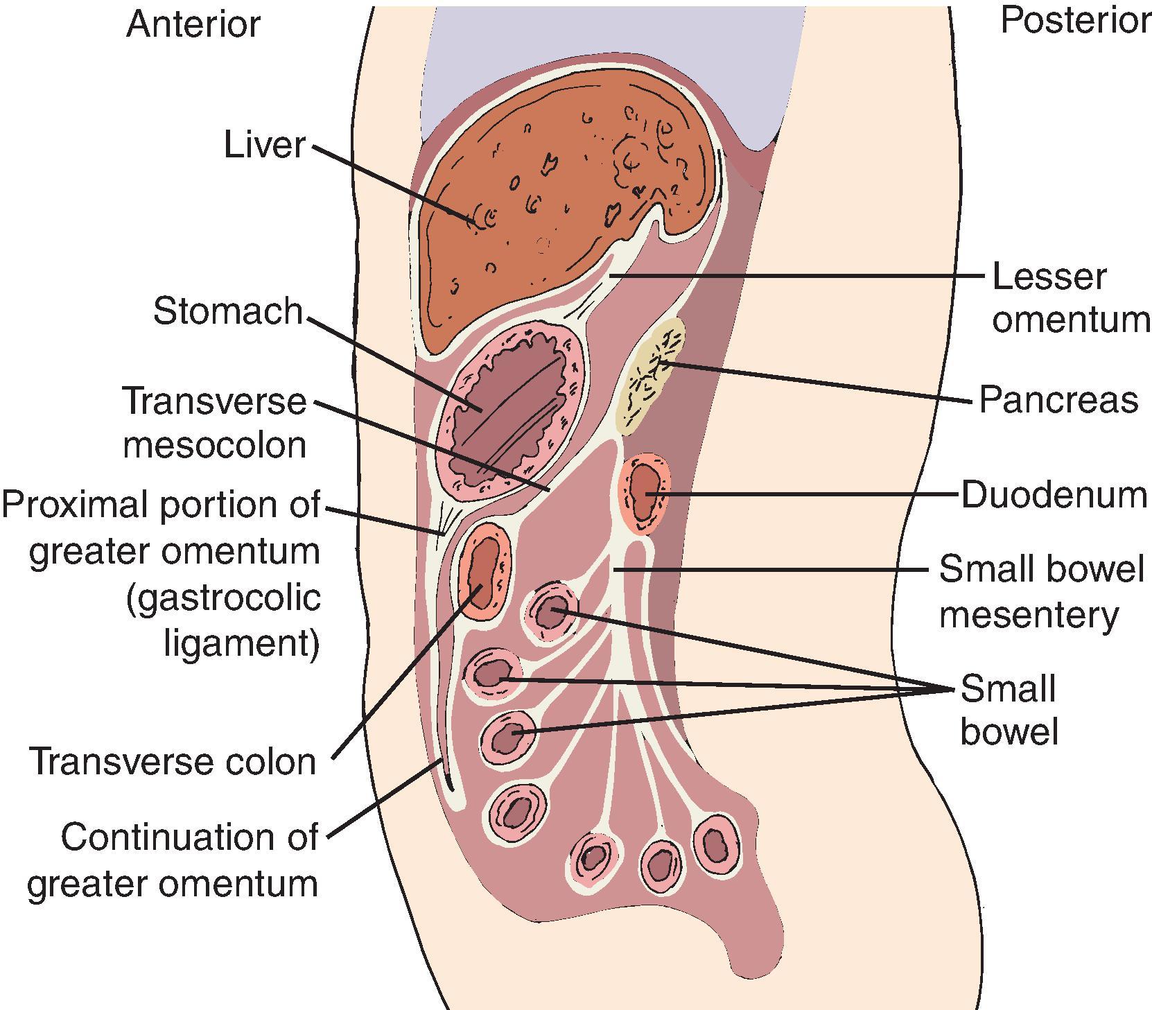 Fig. 21.11, Sagittal diagram shows the mesenteric attachments of the stomach, small bowel, and colon.