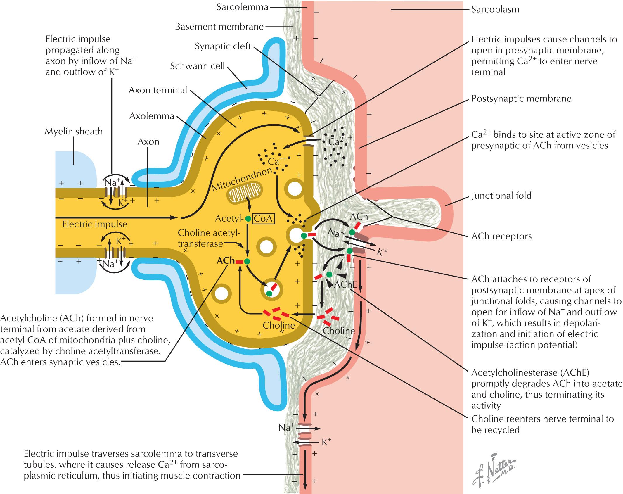 Fig. 69.1, Physiology of the Neuromuscular Junction.