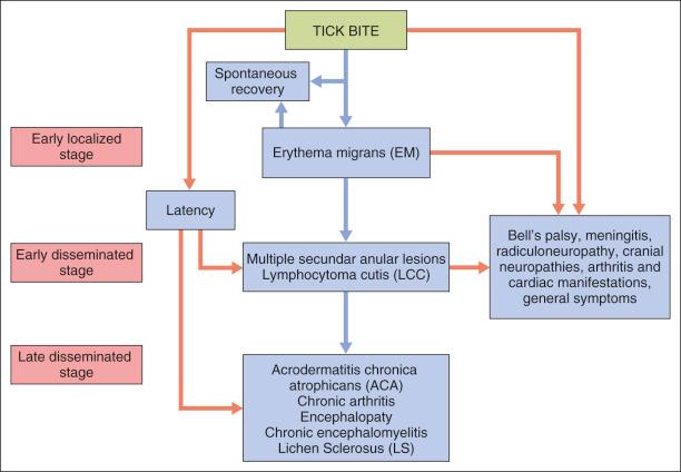 Figure 27-8, The evolution of Lyme disease.