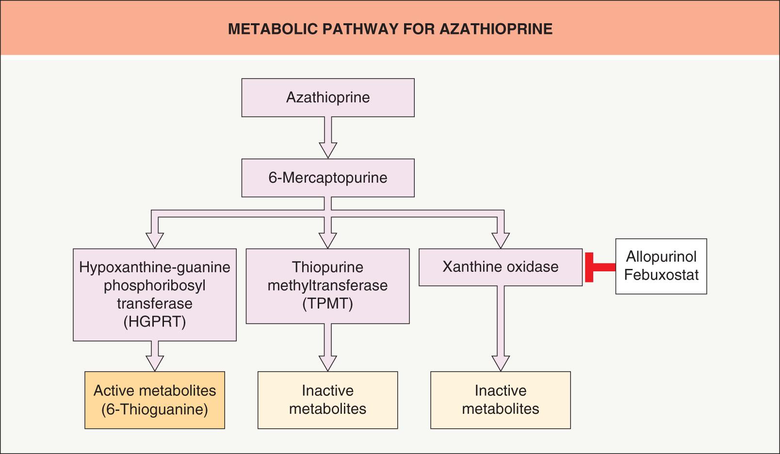 Fig. 130.4, Metabolic pathway for azathioprine.