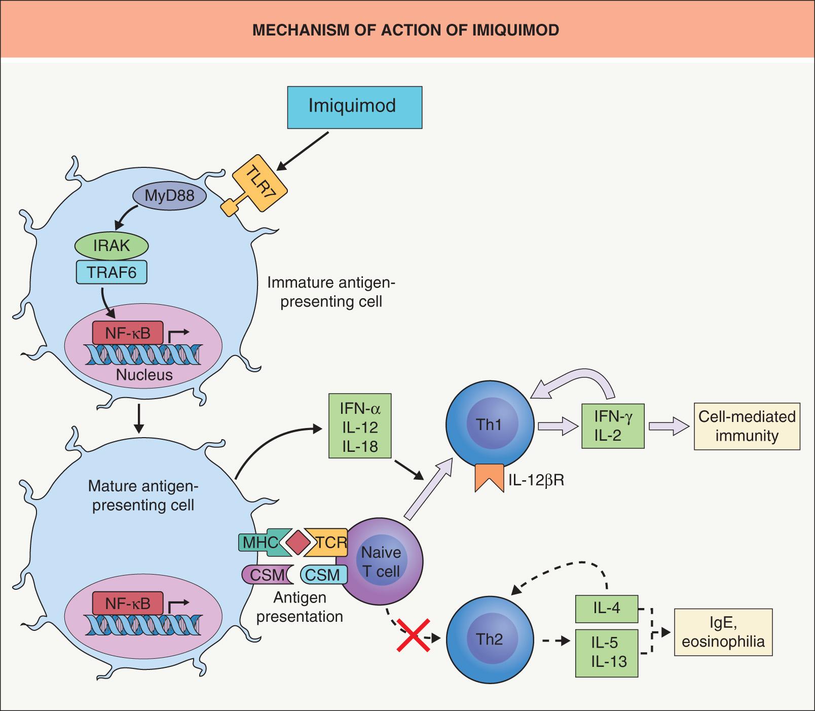 Fig. 129.5, Mechanism of action of imiquimod.