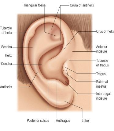 Figure 5.1, Anatomical structures of the ear. The tubercle of the helix is synonymous with Darwin's tubercle.