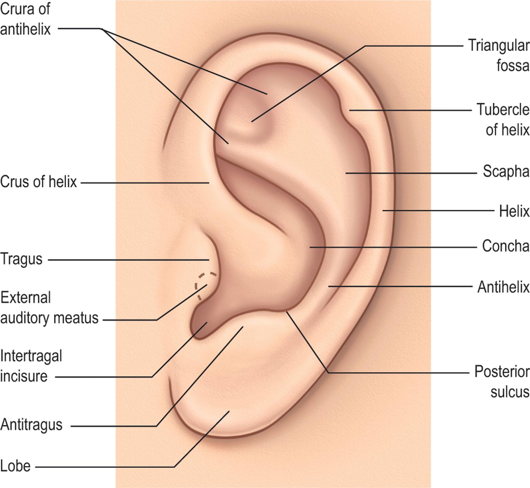 Figure 23.1, Anatomical structures of the ear. The tubercle of the helix is synonymous with Darwin's tubercle.
