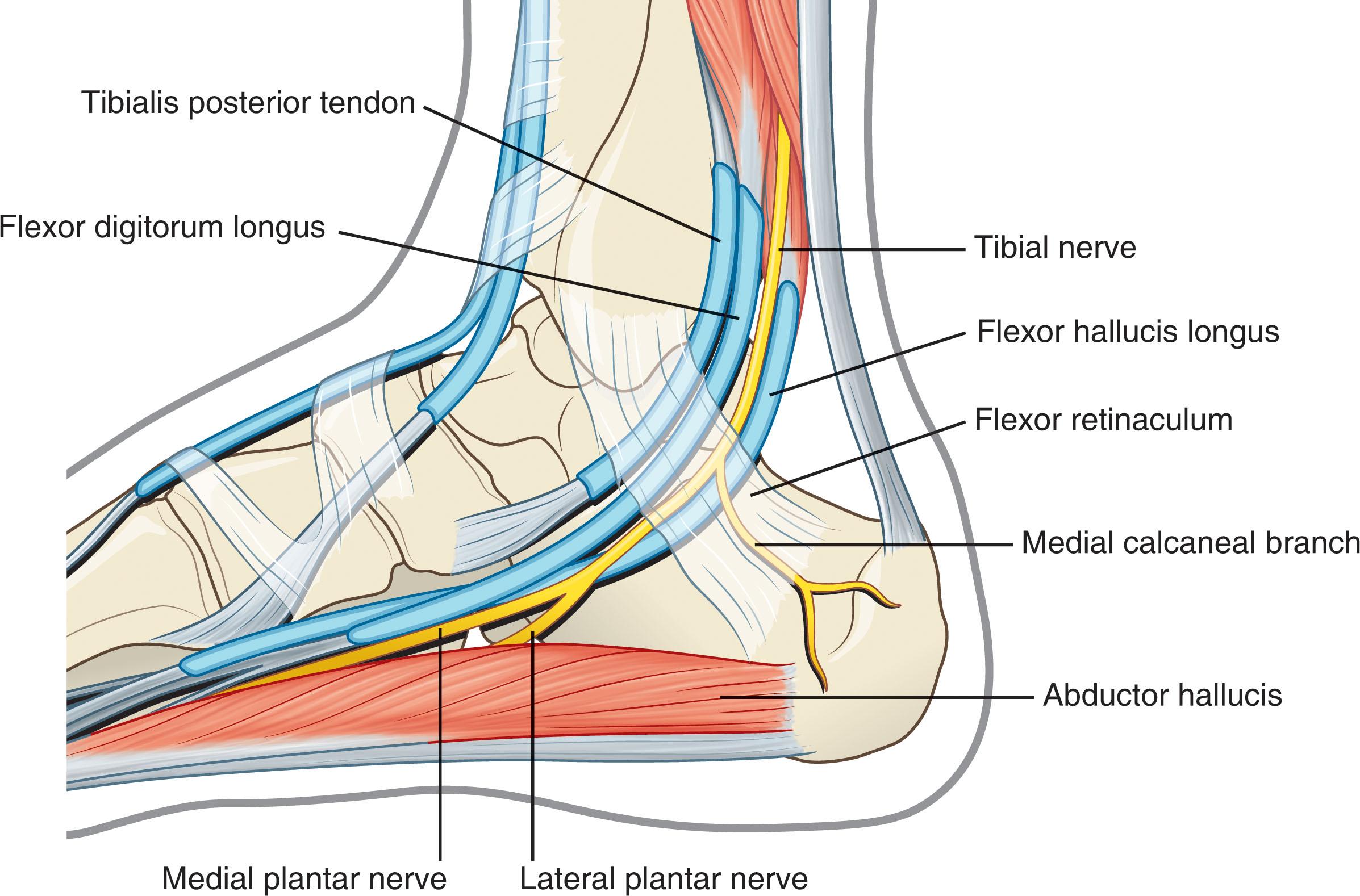 Figure 39.1, Anatomy of the medial foot. Note the parallel courses of the PTN and the FHL tendon.