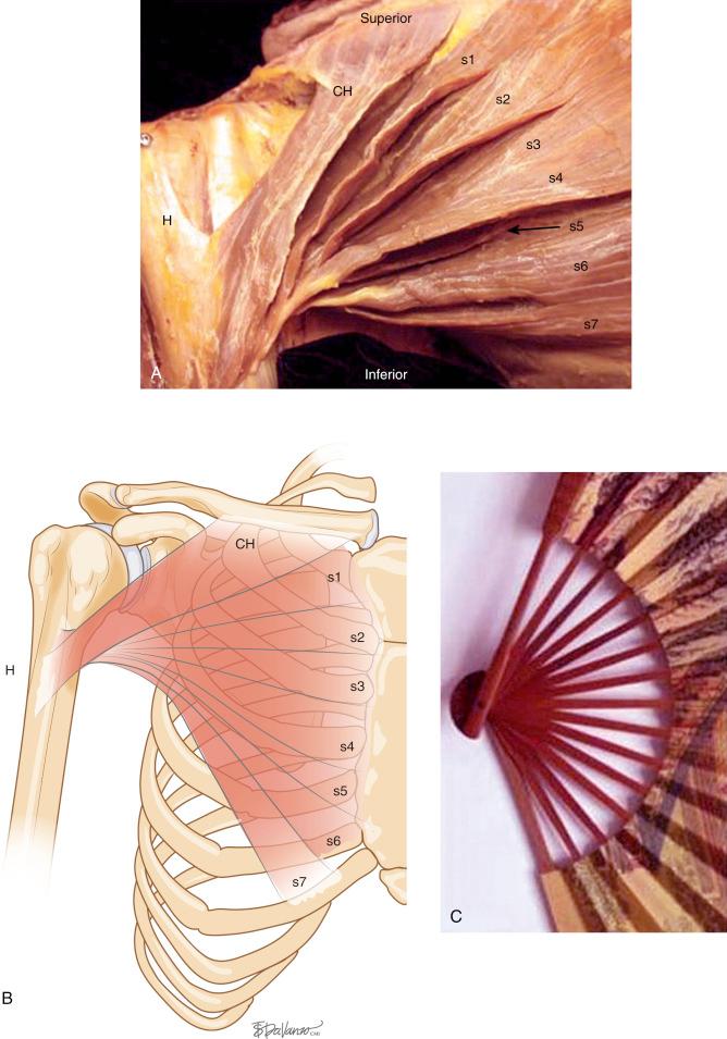 Fig. 20.1, A, Gross dissection of the muscle segments of the two heads of the pectoralis major: clavicular head (one segment) and sternocostal head (seven segments). Each muscle segment overlaps the segment below it ( B ), analogous to an Asian fan ( C ). CH, Clavicular head; H, humerus; s1–s7, sternal segments of the sternocostal head.