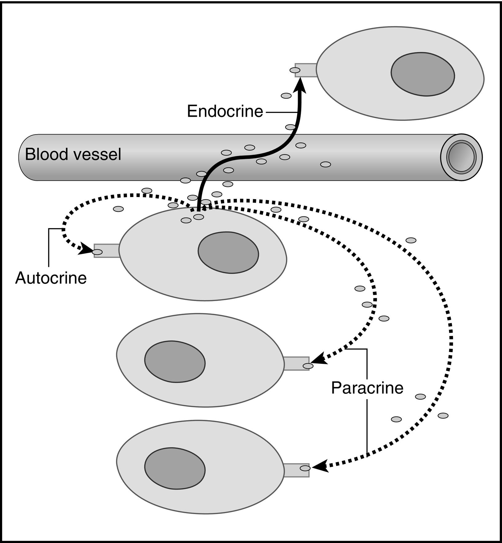 Fig. 1.1, Cellular signaling. Chemical signals synthesized and secreted by cells, may be released into the bloodstream to be distributed to target cells with specific capability to respond to the signal. These blood-borne chemicals constitute classical endocrine signals, also known as “ internal secretio ns,” to distinguish them from the chemicals secreted into a duct that leads directly to another organ (e.g., pancreatic enzymes destined for the duodenum via the pancreatic duct [“exocrine”]). However, the same cell may release the chemical that then affects nearby cells without traversing the bloodstream (these are known as paracrine effects ) or act on a receptor on its own surface to modify the cells own functions (autocrine).