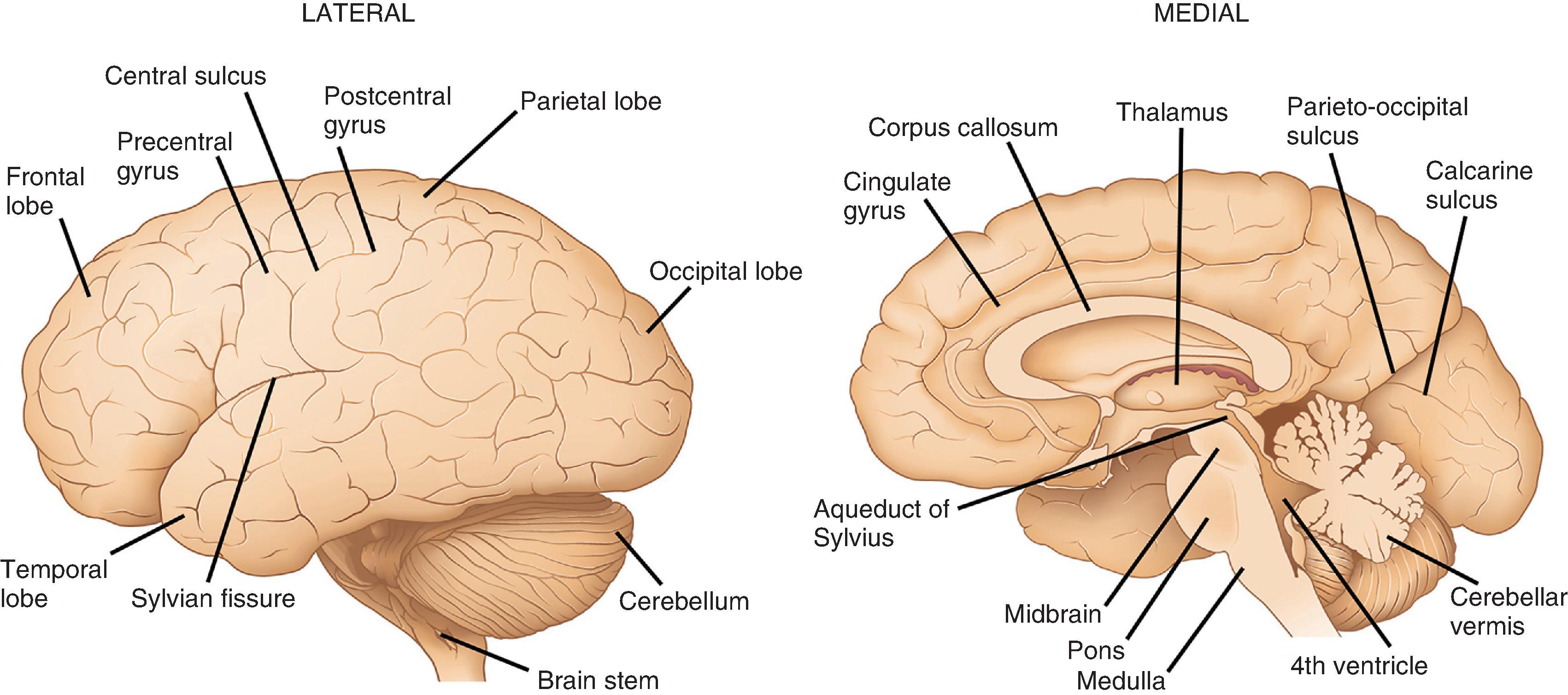 FIGure 1.2, Lateral and medial view of the brain surfaces.