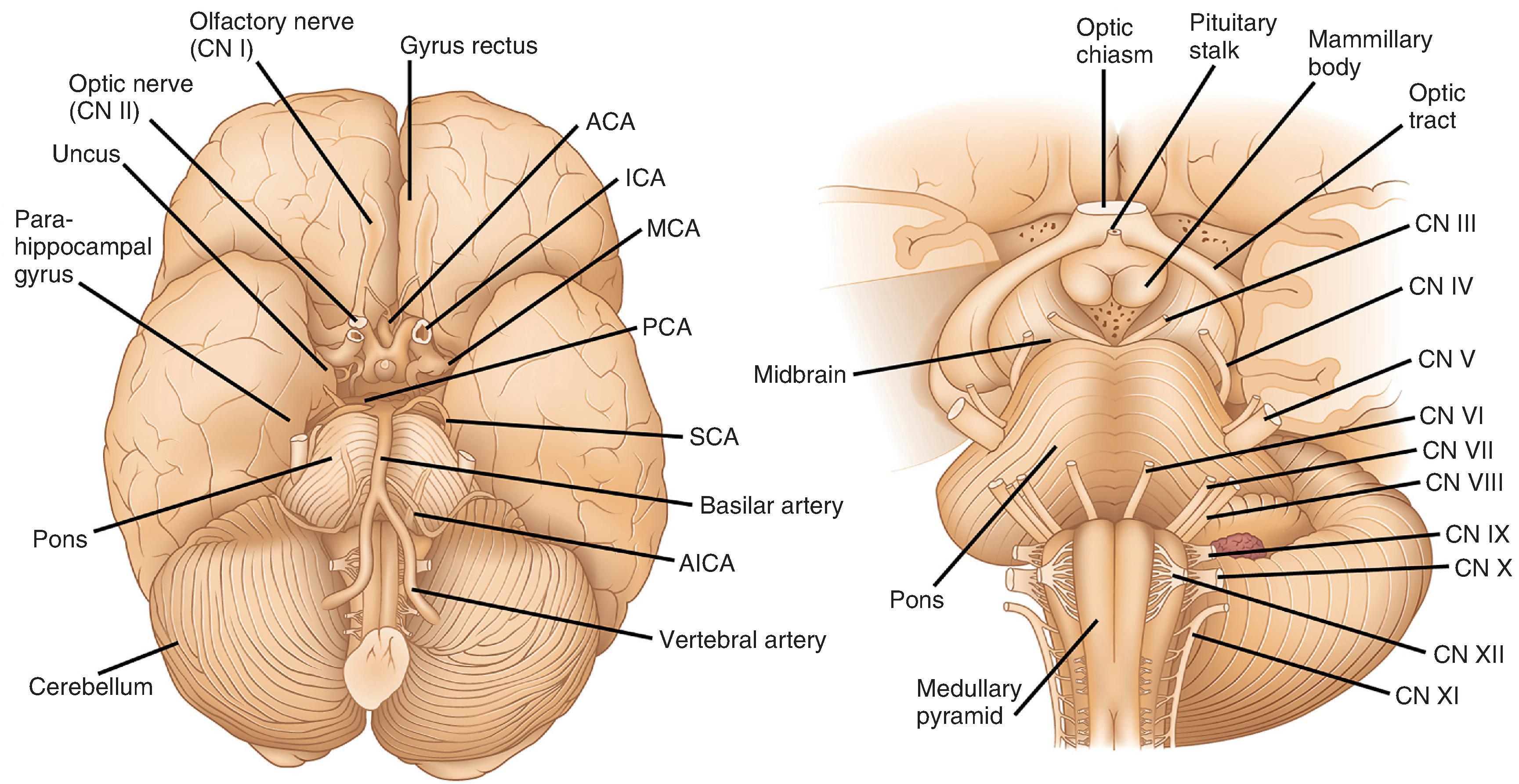 FIGure 1.3, Inferior and ventral views of the brain surface. ACA, anterior cerebral artery; AICA, anterior inferior cerebellar artery; CN, cranial nerve; ICA, internal carotid artery; MCA, middle cerebral artery; PCA, posterior cerebral artery; SCA, superior cerebellar artery.