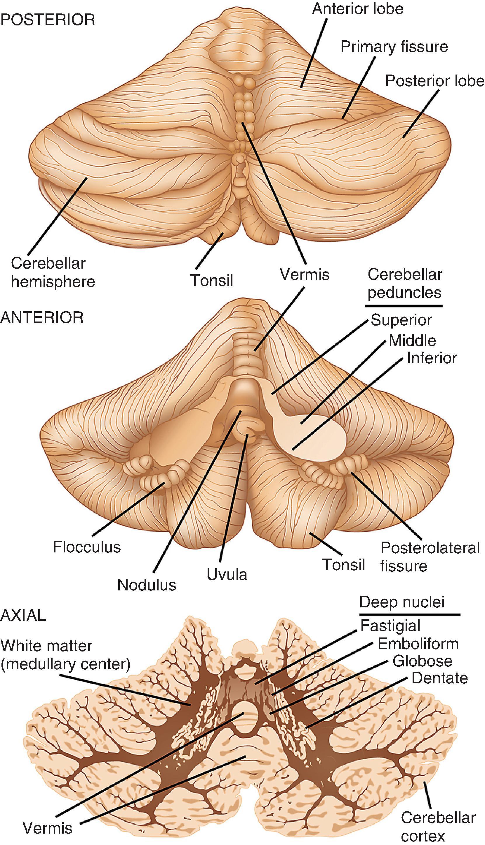 FIGure 1.5, Posterior and anterior views of the cerebellar surface and an axial slice through the mid-cerebellum. The brain stem has been removed for the anterior view of the cerebellum. The ventral surface of the axial slice is pointed upward.