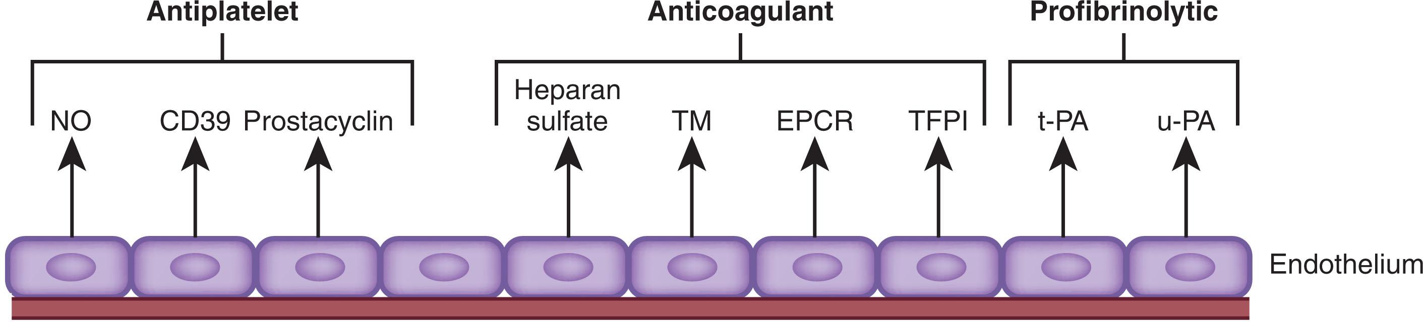 Figure 121.1, THE ANTITHROMBOTIC FUNCTIONS OF THE ENDOTHELIUM.