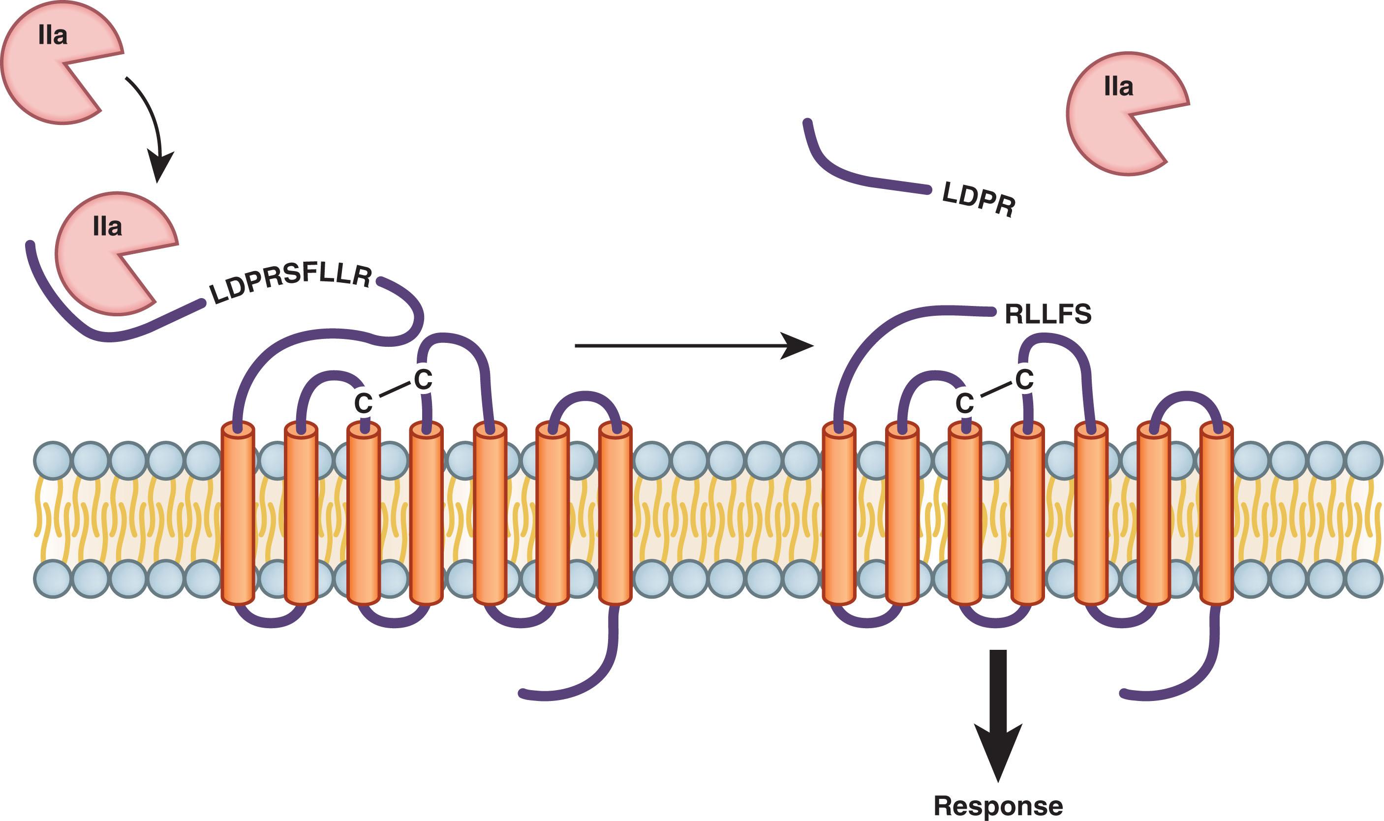 Figure 121.3, ACTIVATION OF PROTEASE-ACTIVATED RECEPTOR (PAR)-1 BY THROMBIN.