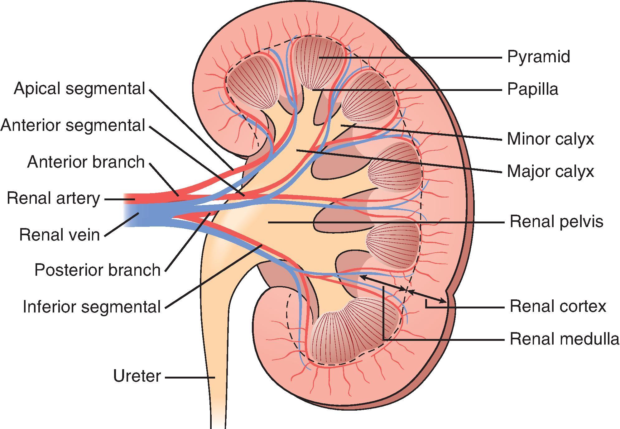 Fig. 1.2, The anatomy of the kidney.