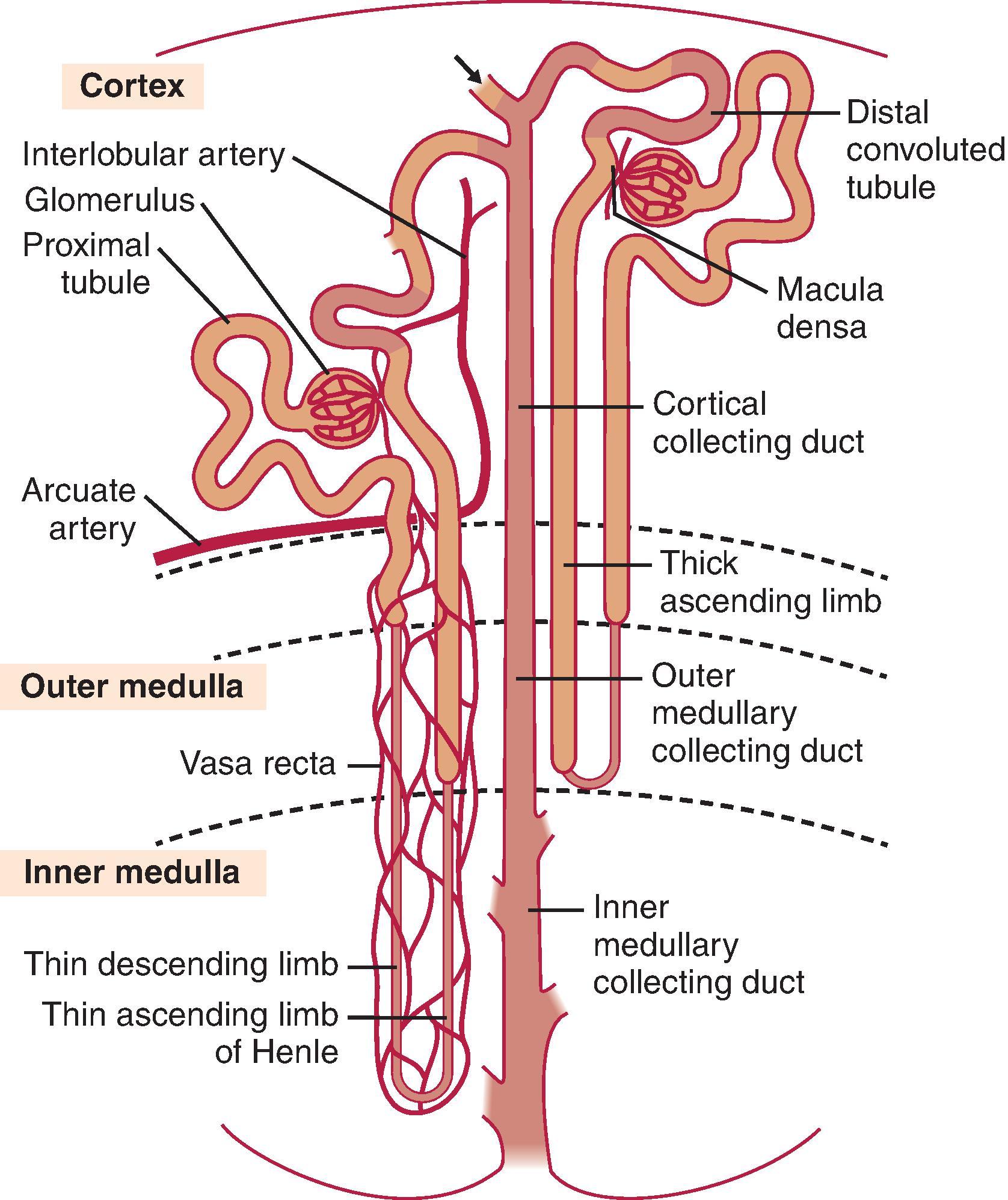 Fig. 1.3, Organization of the nephron.