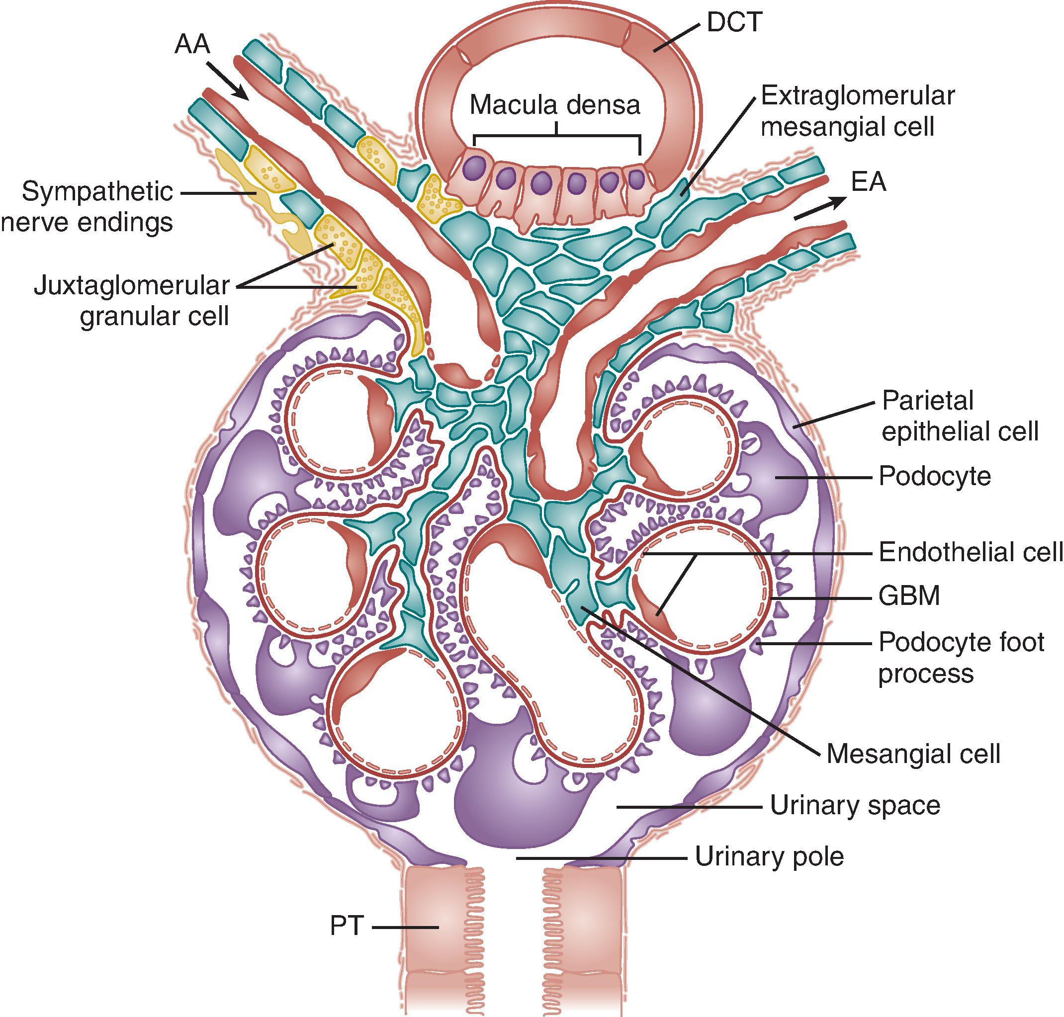 Fig. 1.4, Schematic diagram of a section of a glomerulus and its juxtaglomerular apparatus.