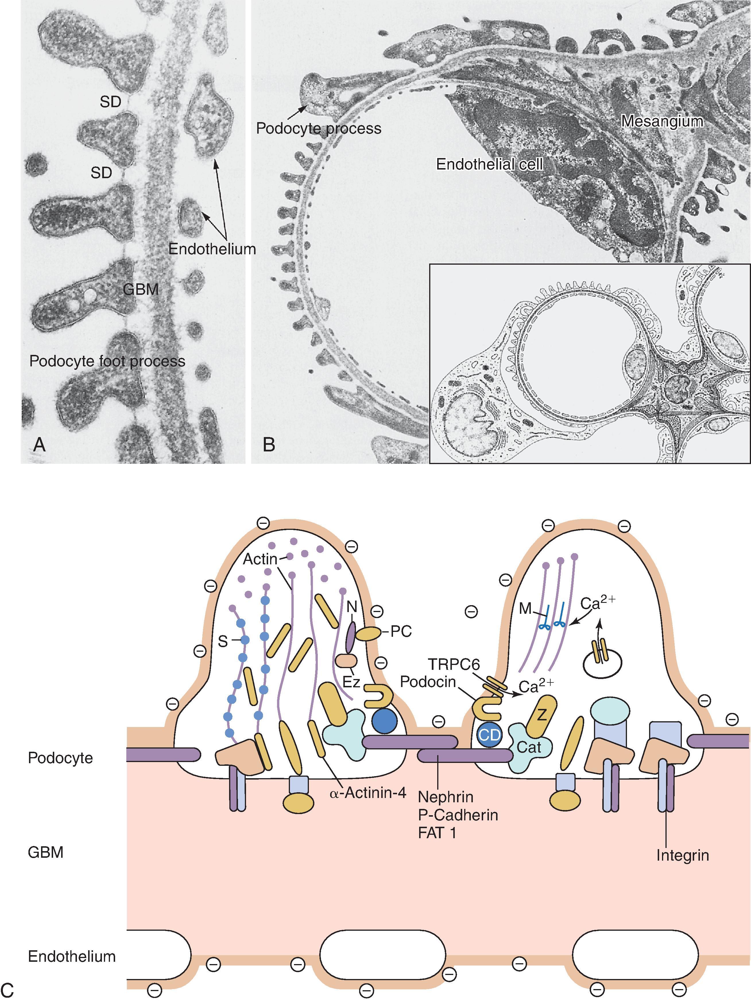 Fig. 1.5, Structure of the glomerular capillary loop and the filtration barrier.