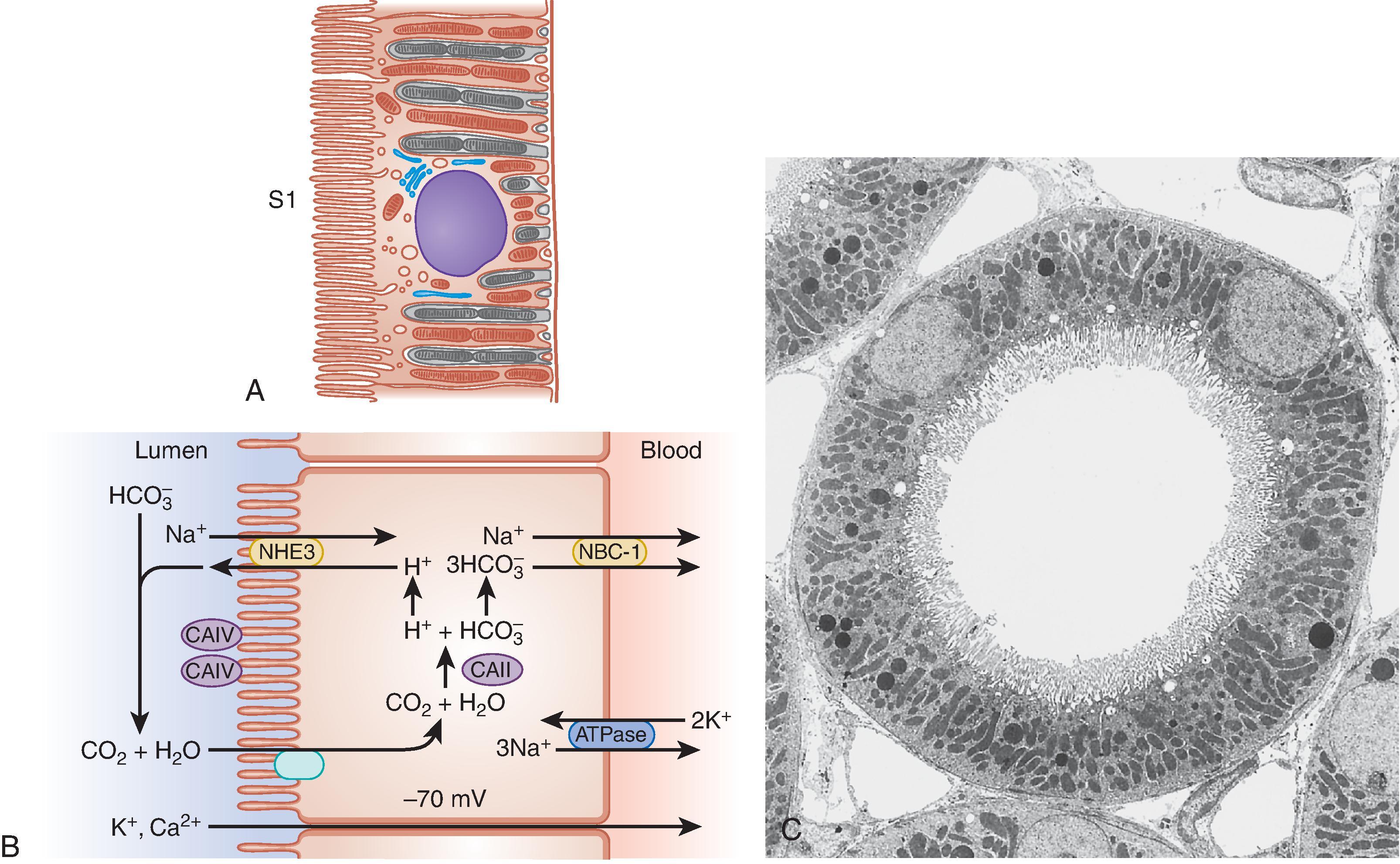 Fig. 1.6, Proximal tubule.