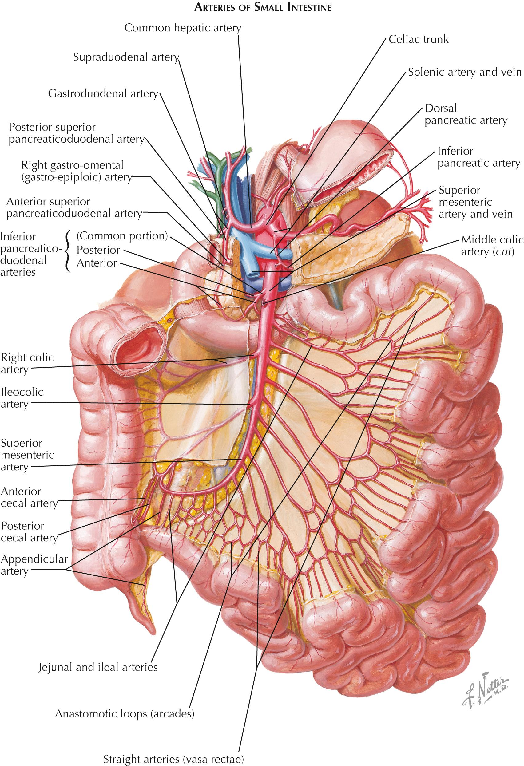 Overview of Lower Digestive Tract - Clinical Tree, image size:1704x2492