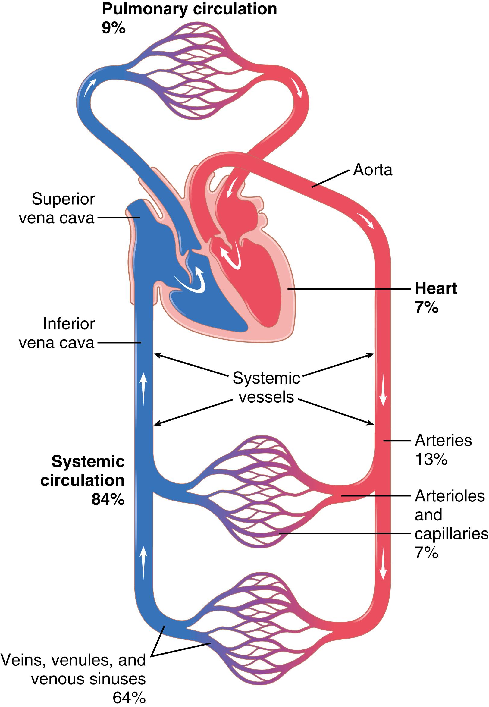 Figure 14-1, Distribution of blood (in percentage of total blood) in the different parts of the circulatory system.