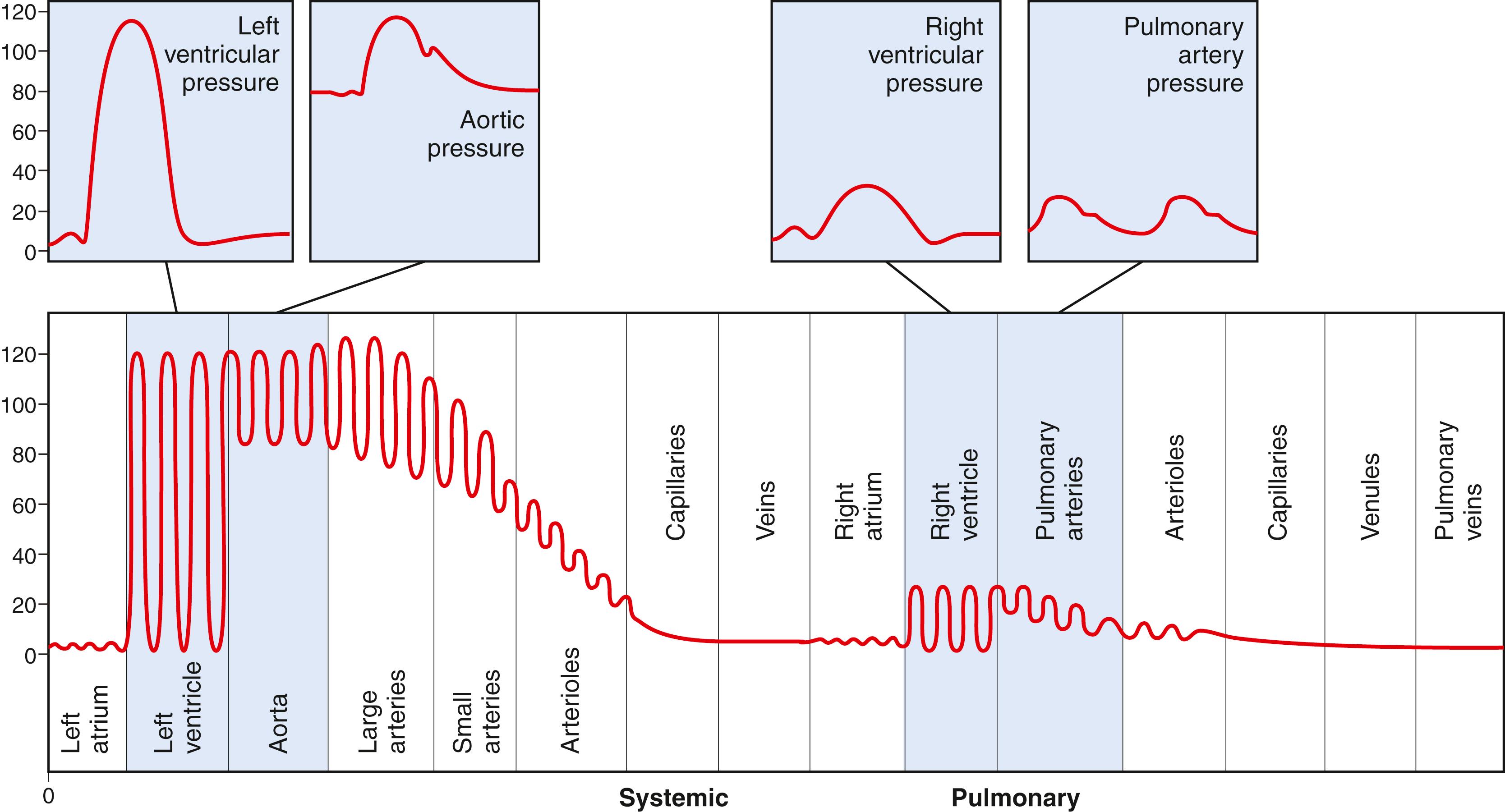 Figure 14-2, Normal blood pressures (in mm Hg) in the different portions of the circulatory system when a person is lying in the horizontal position.