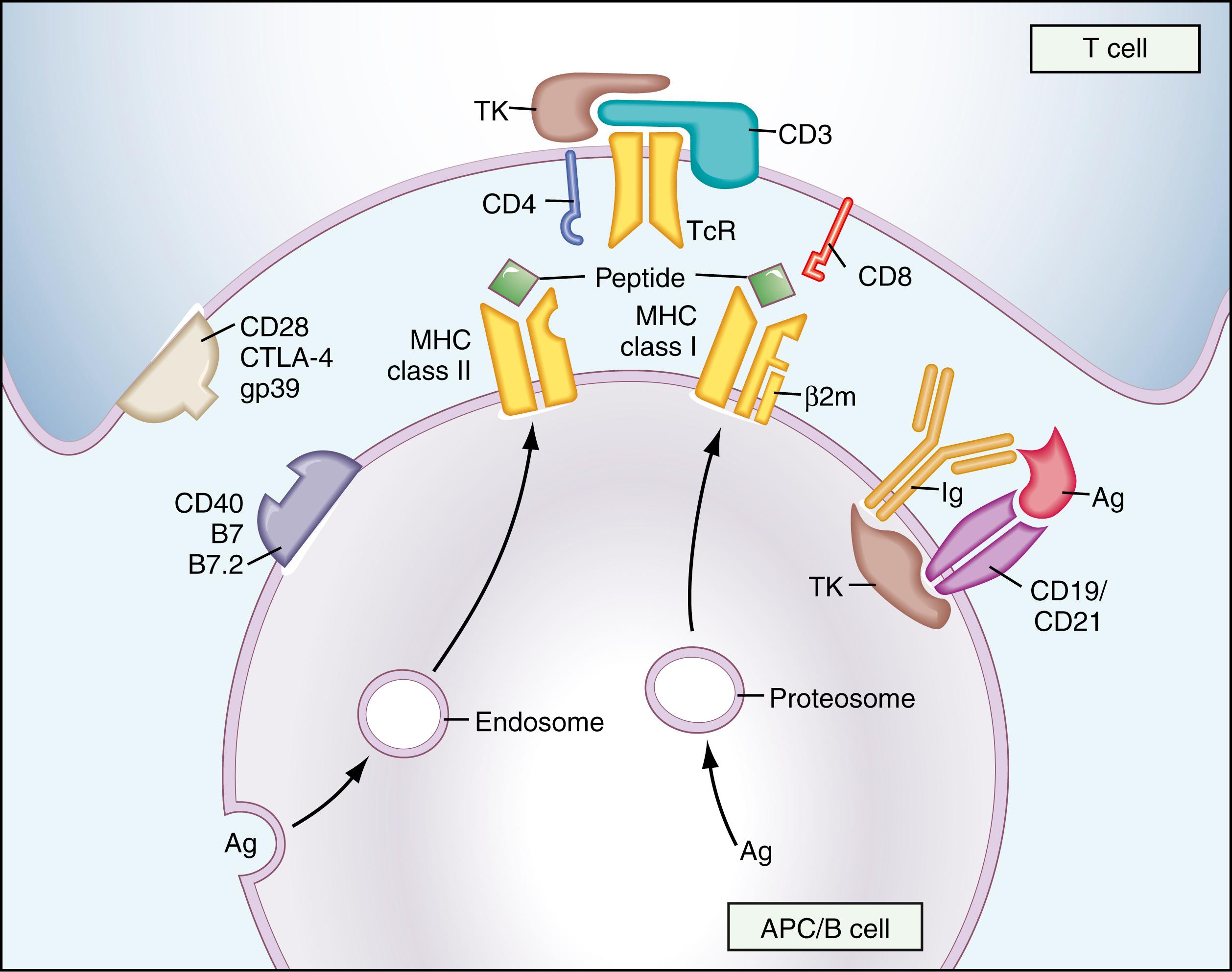 Figure 44.1, Cellular interactions in the immune system. Antigen-presenting cells (APCs) process external or internal antigens (Ag) and present antigen peptide fragments, in association with a major histocompatibility complex (MHC) molecule, to T cells. On the T cell, a specific antigen receptor (TcR), along with the coreceptor CD4 or CD8 molecule, recognizes the antigen–MHC complex. Cellular activation proceeds through the CD3 complex and activation of tyrosine kinases (TKs). The B-cell receptor is composed of membrane-bound immunoglobulin (Ig) complexed to associated membrane proteins, and the CD19/21 coreceptor. On antigen recognition, cellular TKs are also activated. Costimulatory activation of T cells or B cells is provided by cellular receptors binding their ligands (the ligand B7 or B7.2 for T-cell costimulation through CD28 and CTLA-4 molecules, and the gp39 ligand for the B cell CD40 molecule).