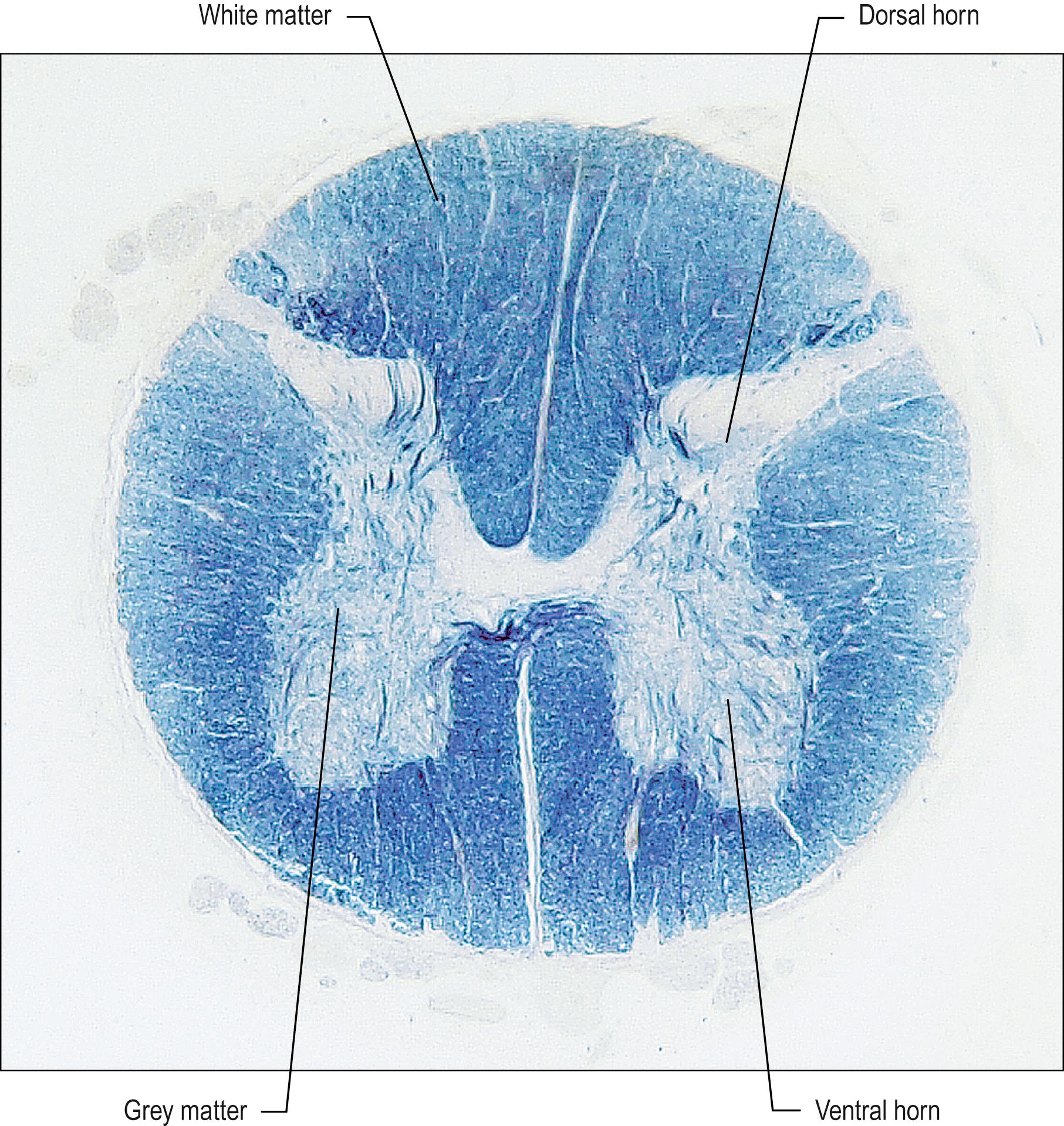 Fig. 24.3, A transverse section through the spinal cord at lumbar level. The section has been stained for nerve fibres, leaving the grey matter relatively unstained.