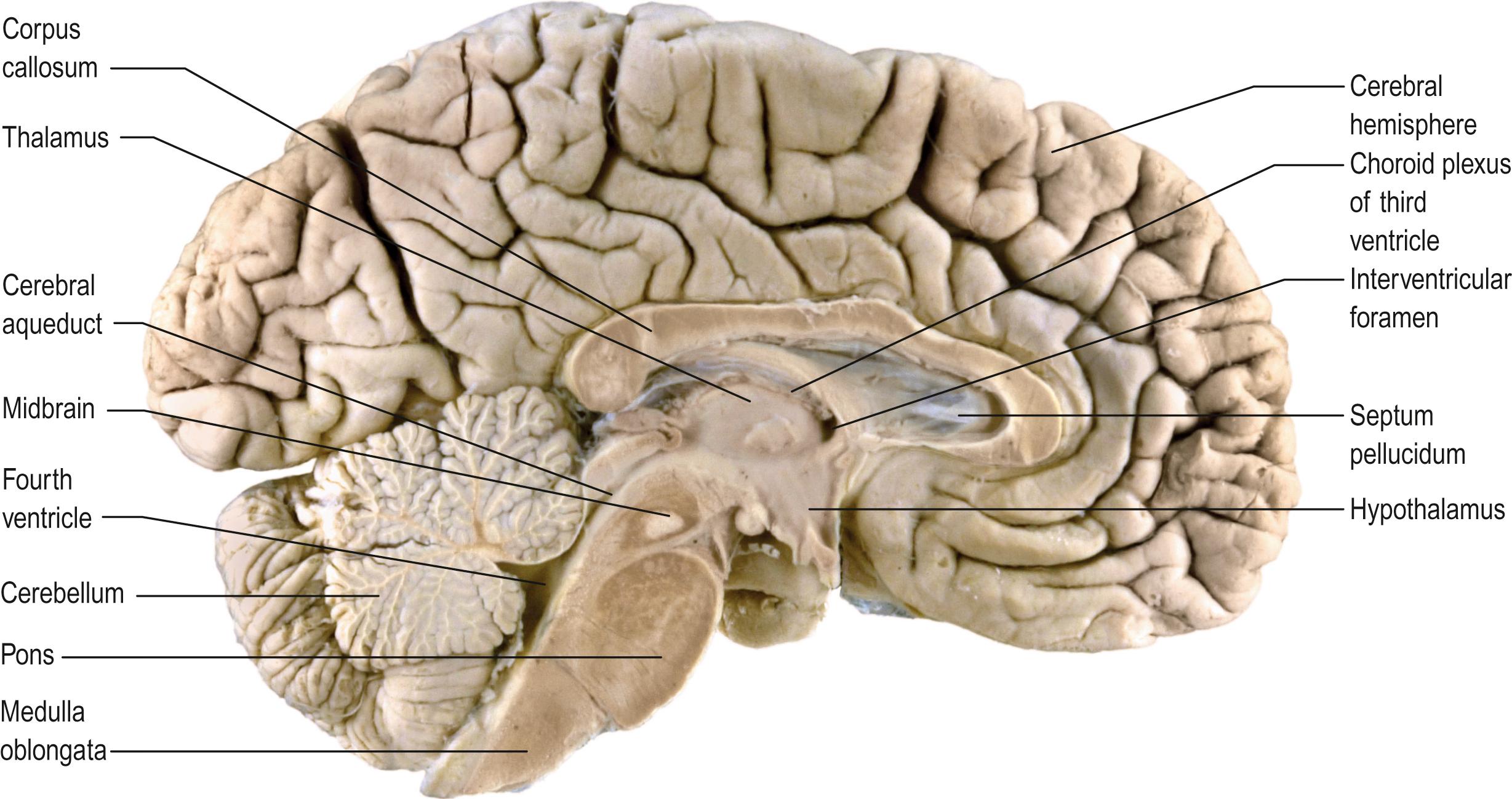 Fig. 24.6, A sagittal section of the brain.