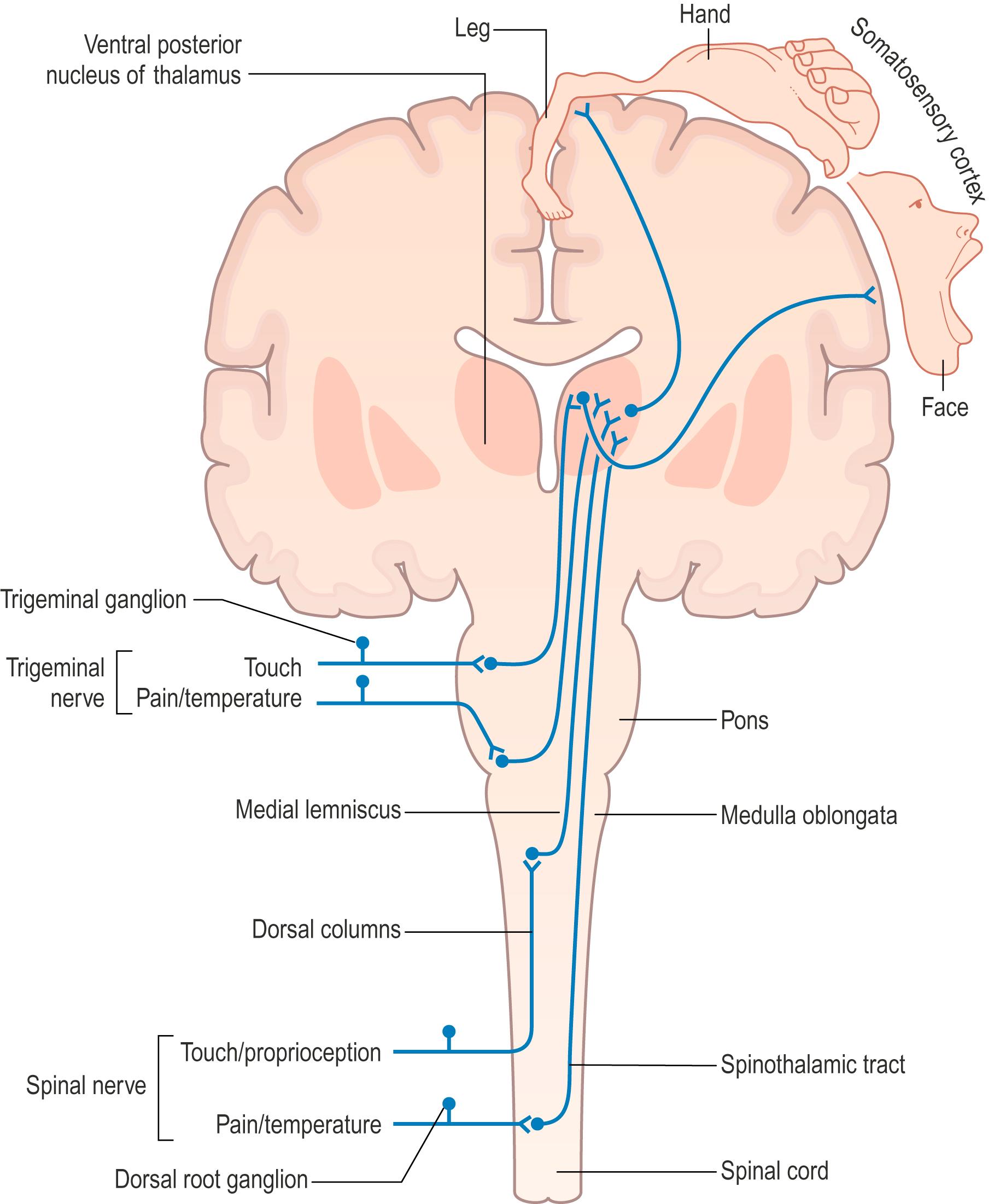 Fig. 24.8, The organization of general sensory pathways showing first-order, second-order and third-order neurones.