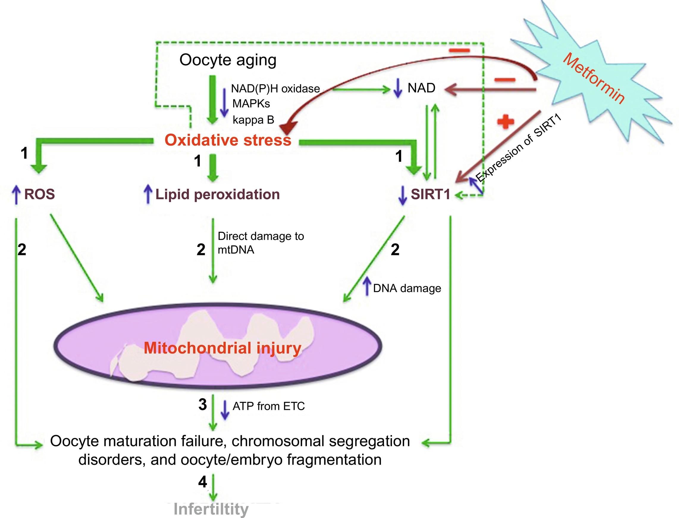 Oxidative stress and oocyte microenvironment Biology Diagrams