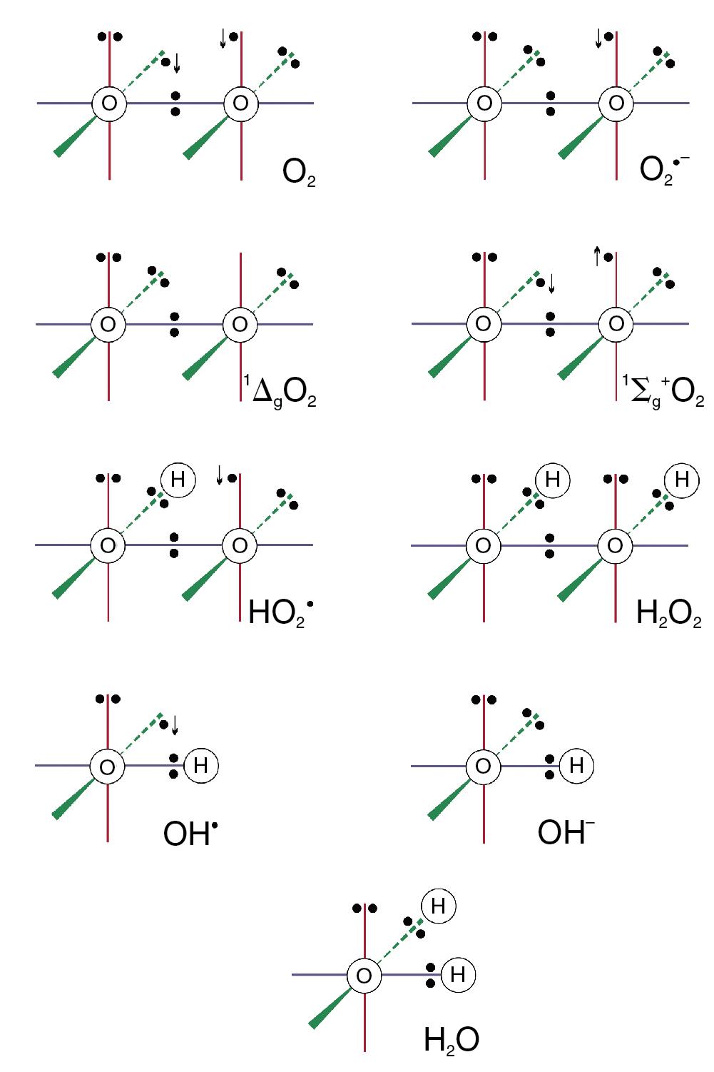 • Fig. 25.1, Outer p-orbitals of electrons in (from the top left): ground state oxygen or dioxygen (O 2 ) ; superoxide anion (O 2 •– ) ; two forms of singlet oxygen (1O 2 ) ; hydroperoxyl radical (HO 2 • ) ; hydrogen peroxide (H 2 O 2 ) ; hydroxyl radical (OH • ) ; hydroxyl ion (OH – ) ; and water. The three lines represent the x, y and z axes of the orbitals, and arrows indicate the direction of rotation of unpaired electrons. See text for properties and interrelationships.