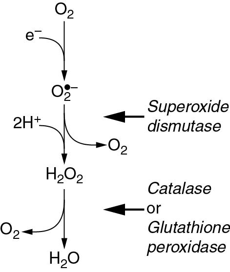 • Fig. 25.2, Three-stage reduction of oxygen to water. The first reaction is a single electron reduction to form the superoxide anion reactive oxygen species. In the second stage the first products of the dismutation reaction are dioxygen and a short-lived intermediate, which then receives two protons to form hydrogen peroxide. The final stage forms water, the fully reduced form of oxygen.