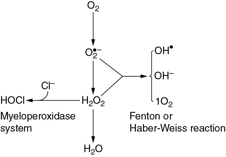 • Fig. 25.3, Interaction of superoxide anion and hydrogen peroxide in the Fenton or Haber–Weiss reaction to form hydroxyl free radical, hydroxyl ion and singlet oxygen. Hypochlorous acid is formed from hydrogen peroxide by the myeloperoxidase system.