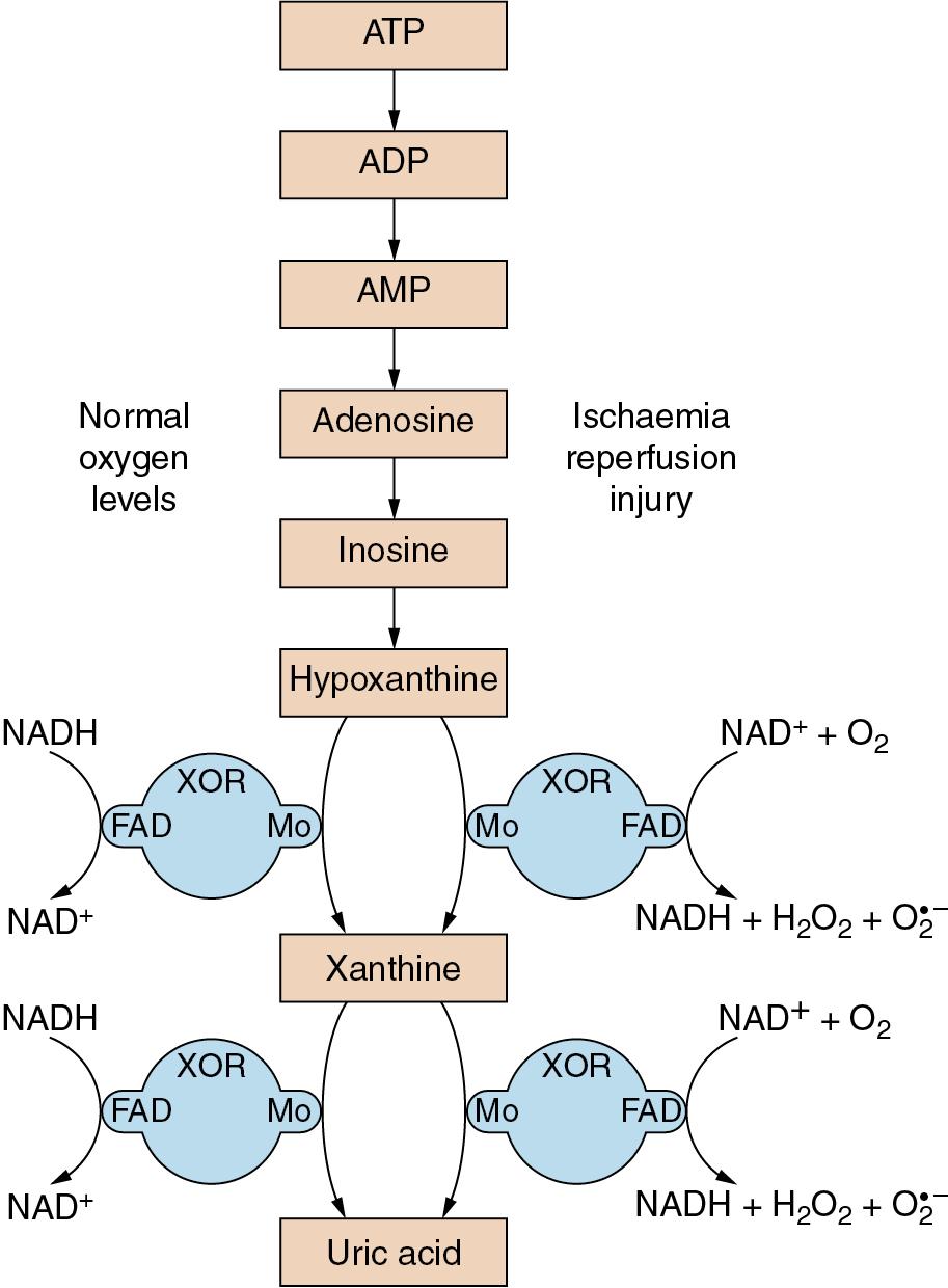 • Fig. 25.4, Generation of superoxide anion from oxygen by the activity of xanthine oxidoreductase (XOR) . With normal cellular oxygen levels (left side) nicotinamide adenine dinucleotide (NADH) is the cofactor, binding at the flavine adenine dinucleotide (FAD) site whilst the substrate reacts with the molybdenum binding site at the opposite side of the XOR molecule. Following a period of ischaemia (right side) , reperfusion causes oxidized nicotinamide adenine dinucleotide and oxygen rather than NADH to react at the FAD binding site of XOR, resulting in the production of hydrogen peroxide or superoxide anion.