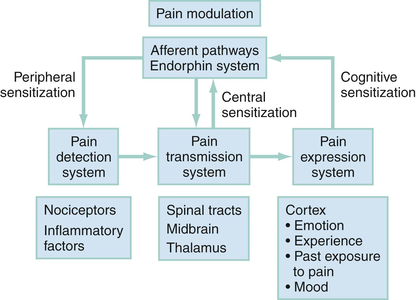 Fig. 6.1, The pain system algorithm.