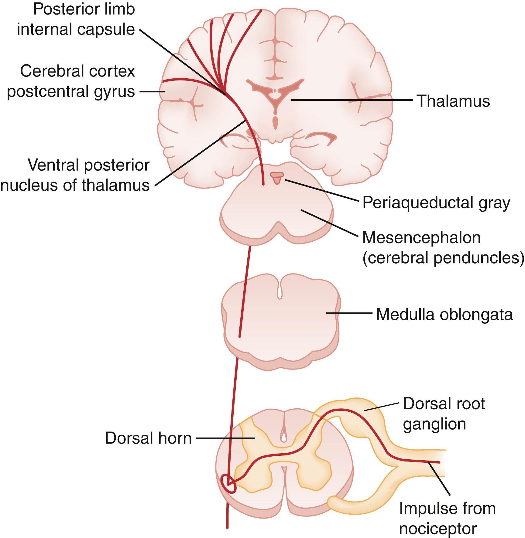 Fig. 6.2, Spinal tracts.